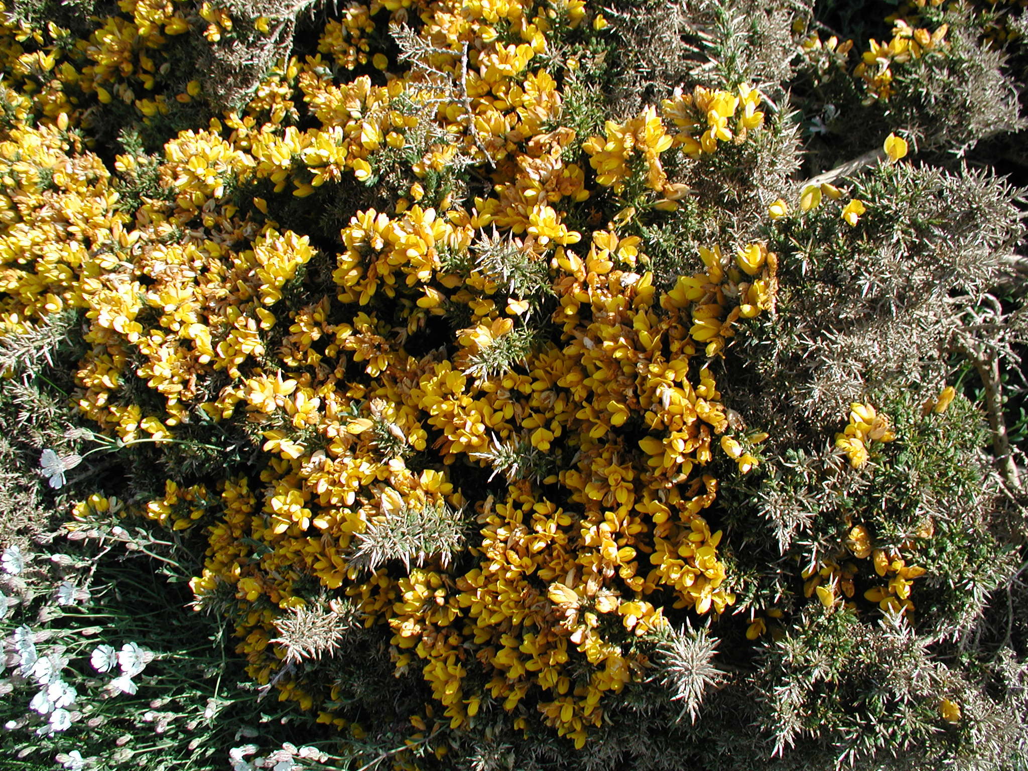 ulex_europaeus1cmd