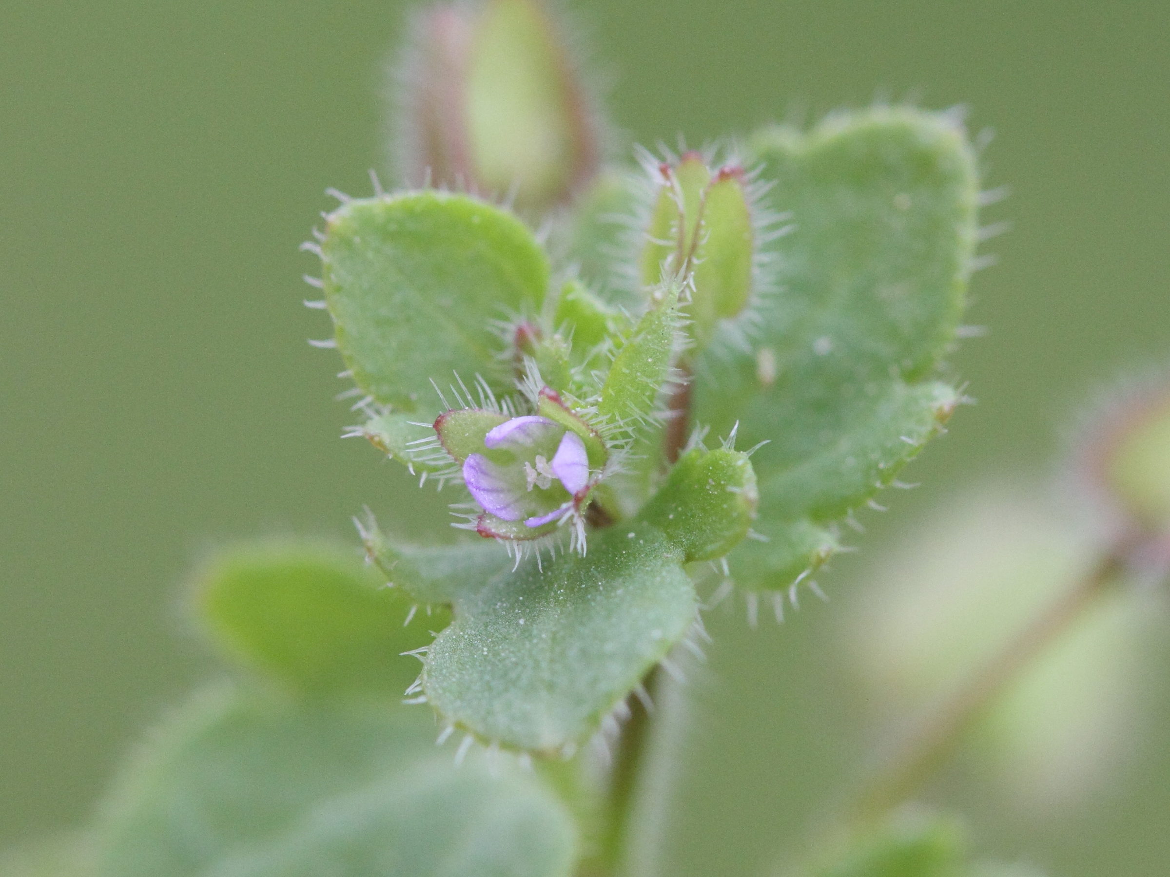 Afficher le média veronica_hederifolia5md veronica_hederifolia5md