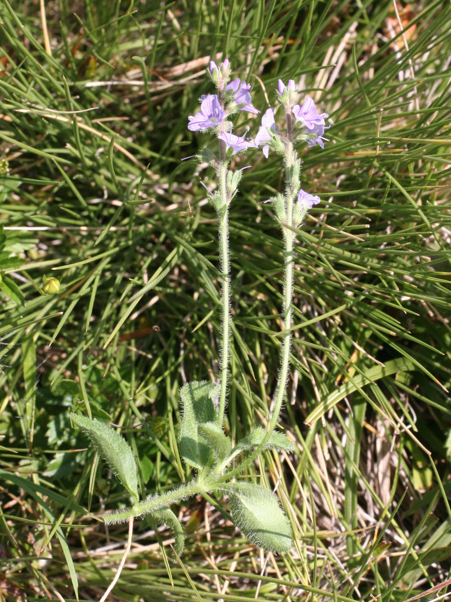 veronica_officinalis4md