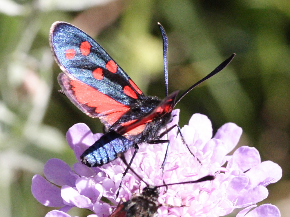zygaena_transalpina2md