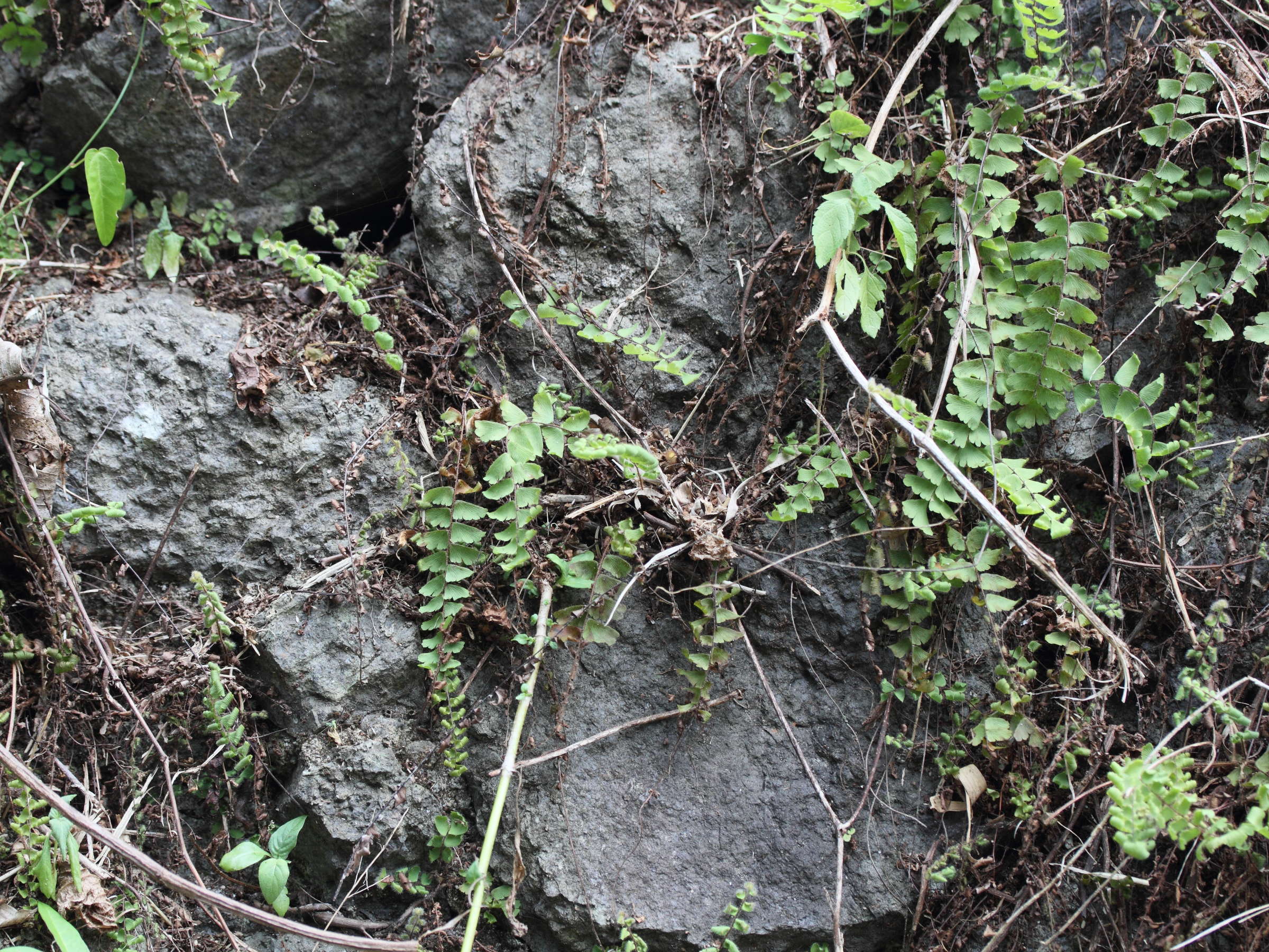adiantum_hispidulum1md