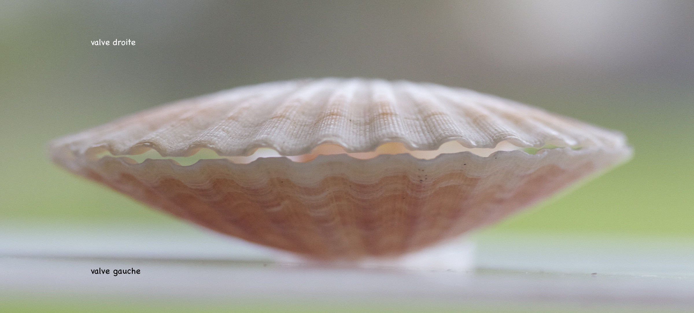 aequipecten_opercularis3md