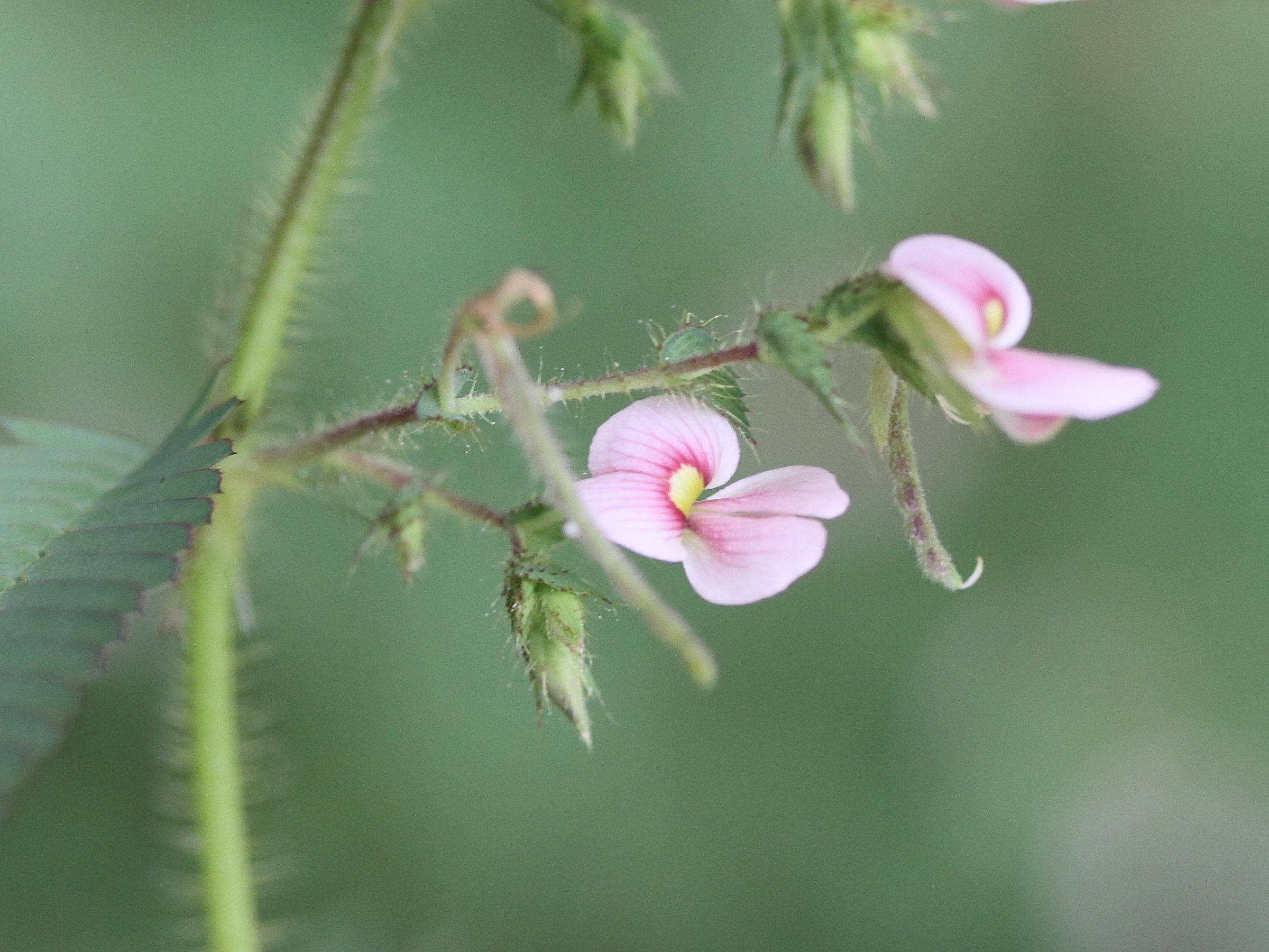 aeschynomene_indica4md