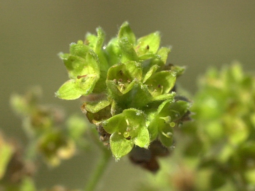 alchemilla_alpina3md