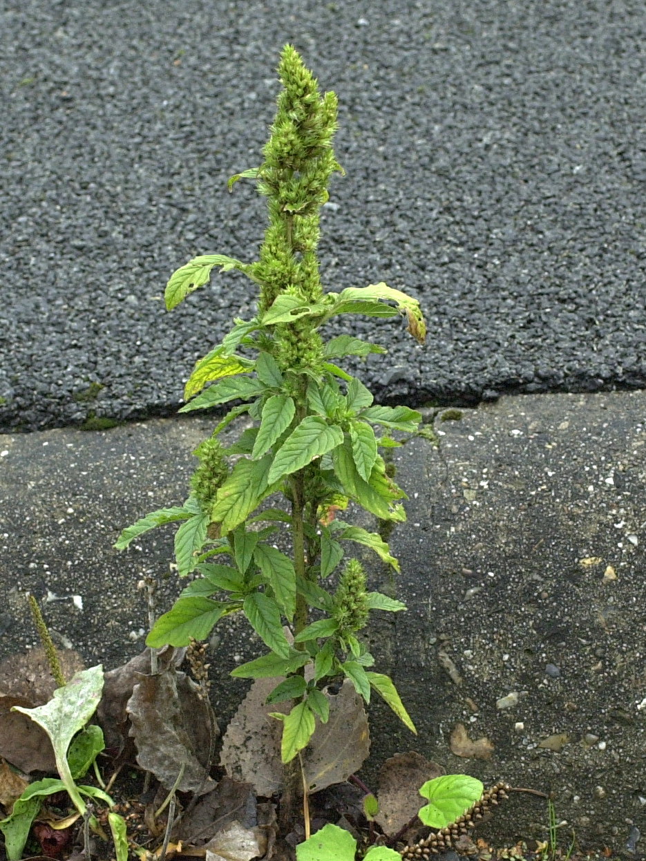 Afficher le média amaranthus_retroflexus1md amaranthus_retroflexus1md