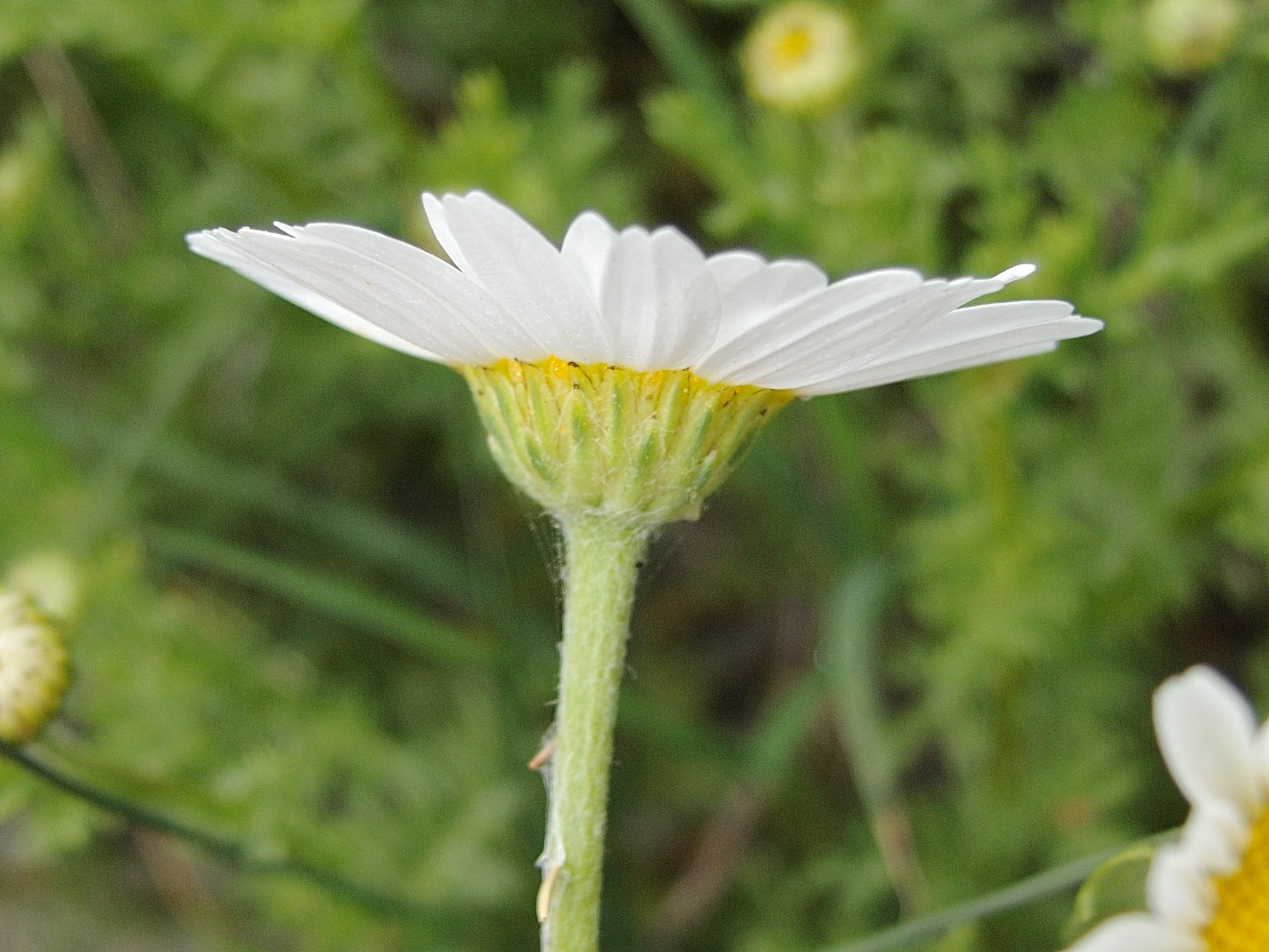 Afficher le média anthemis_maritima2bmd anthemis_maritima2bmd