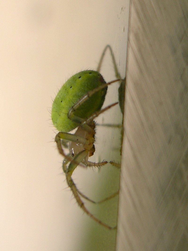 araniella_cucurbitina3sd