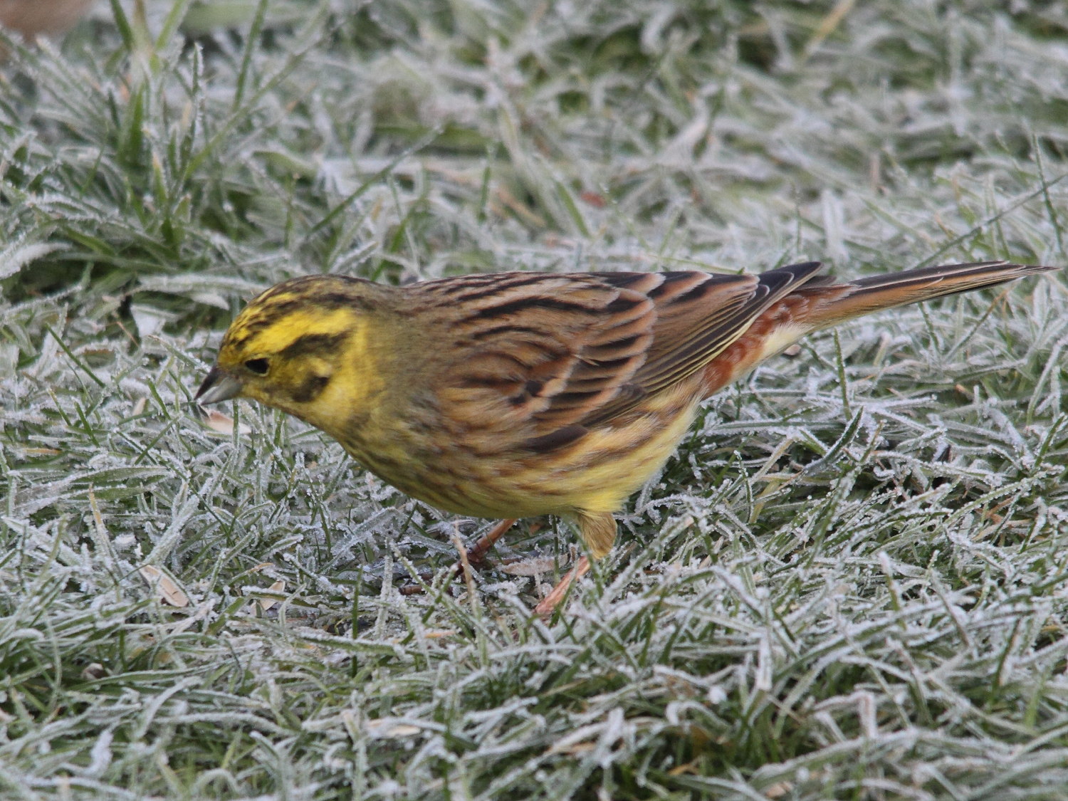 bruant_jaune_-_emberiza_citrinella4md