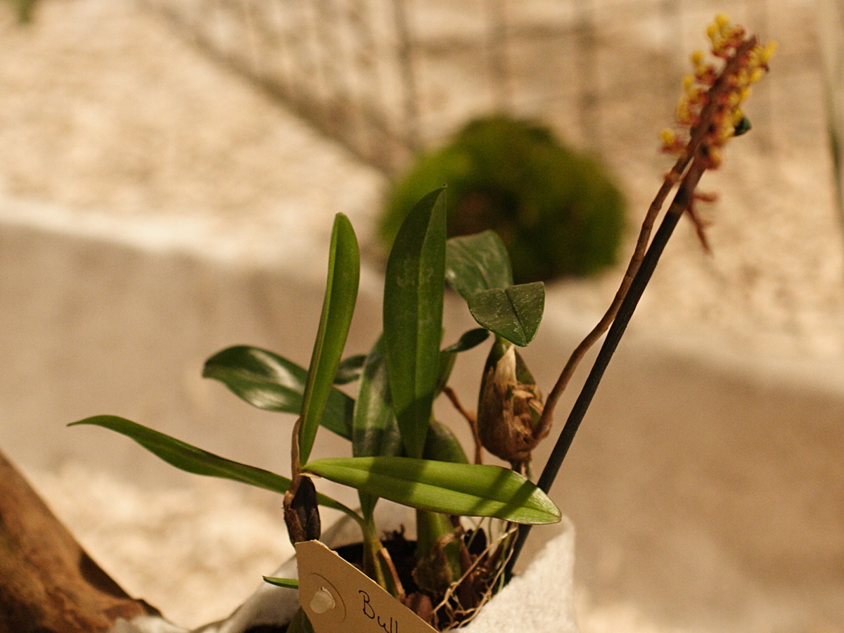 Afficher le média bulbophyllum_falcatum1md bulbophyllum_falcatum1md