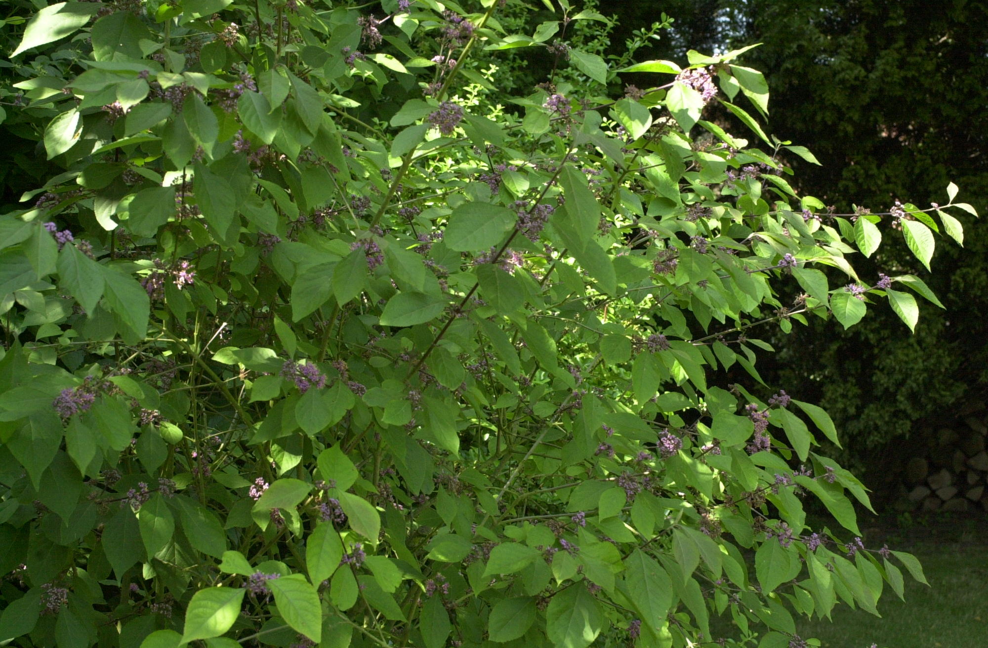 callicarpa_bodinieri_giraldii1md