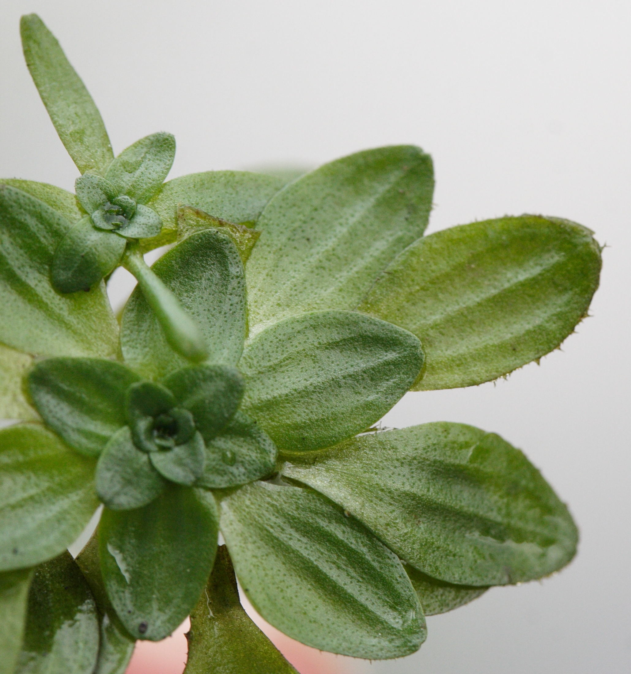 Afficher le média callitriche_obtusangula2md callitriche_obtusangula2md