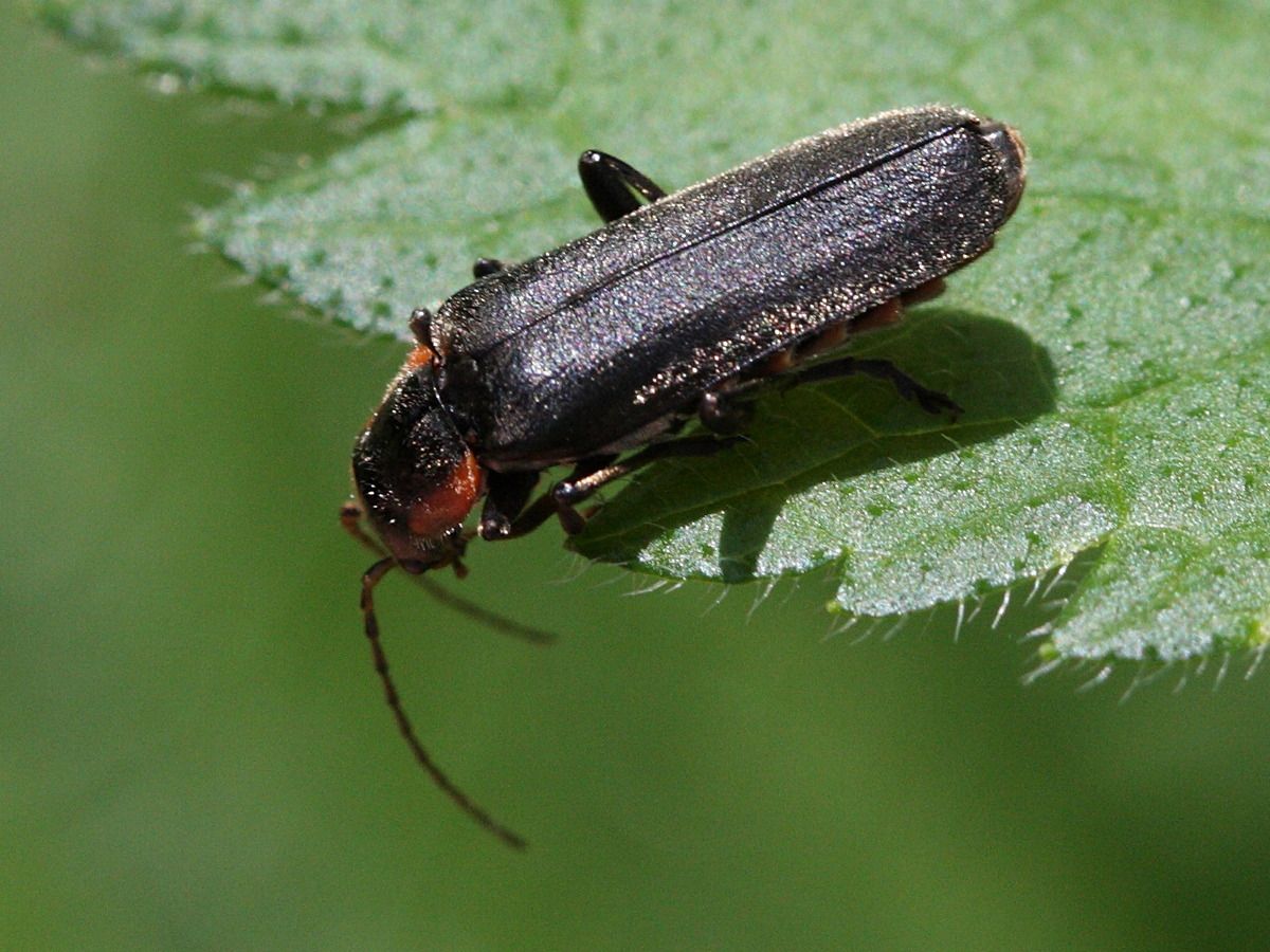 cantharis_obscura2bd