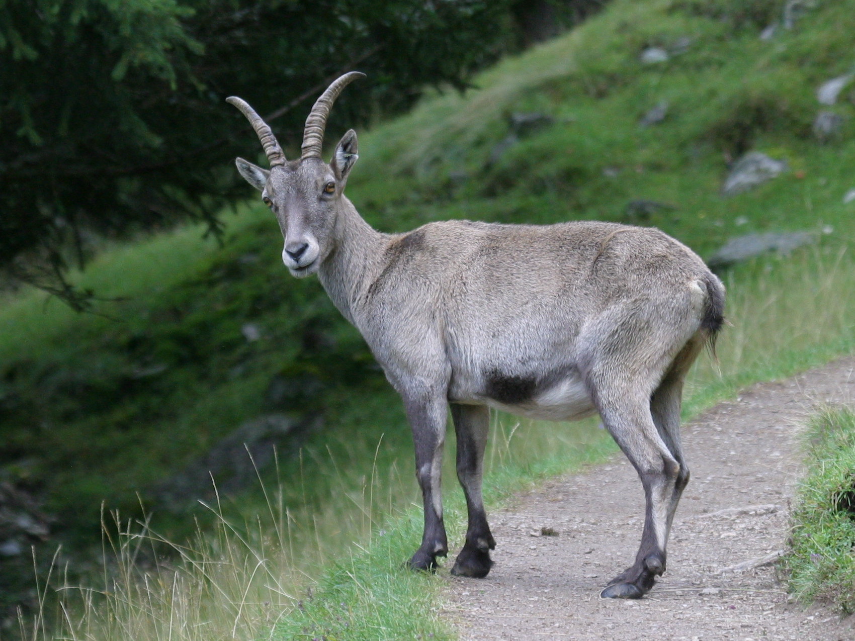 capra_ibex1abd