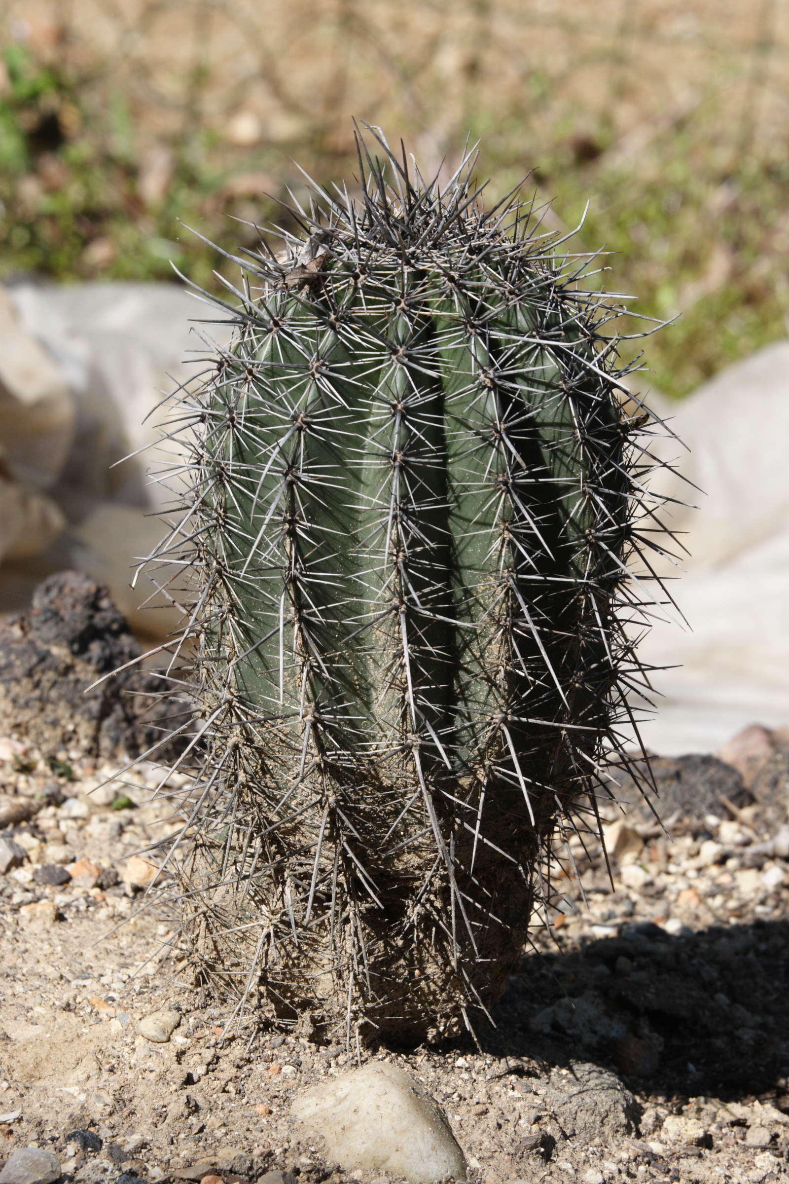 carnegia_gigantea3md