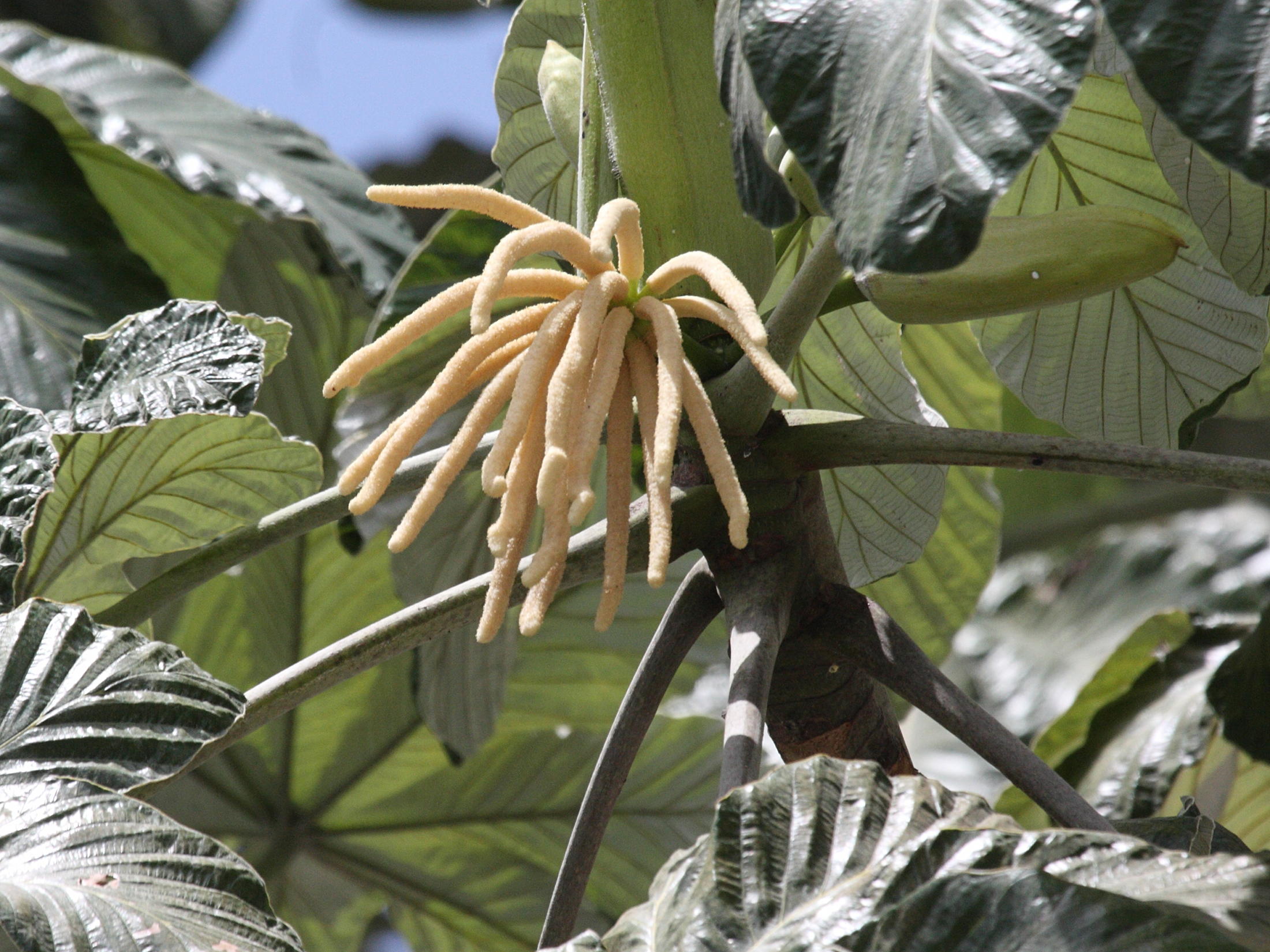 Afficher le média cecropia_schreberiana4bd cecropia_schreberiana4bd
