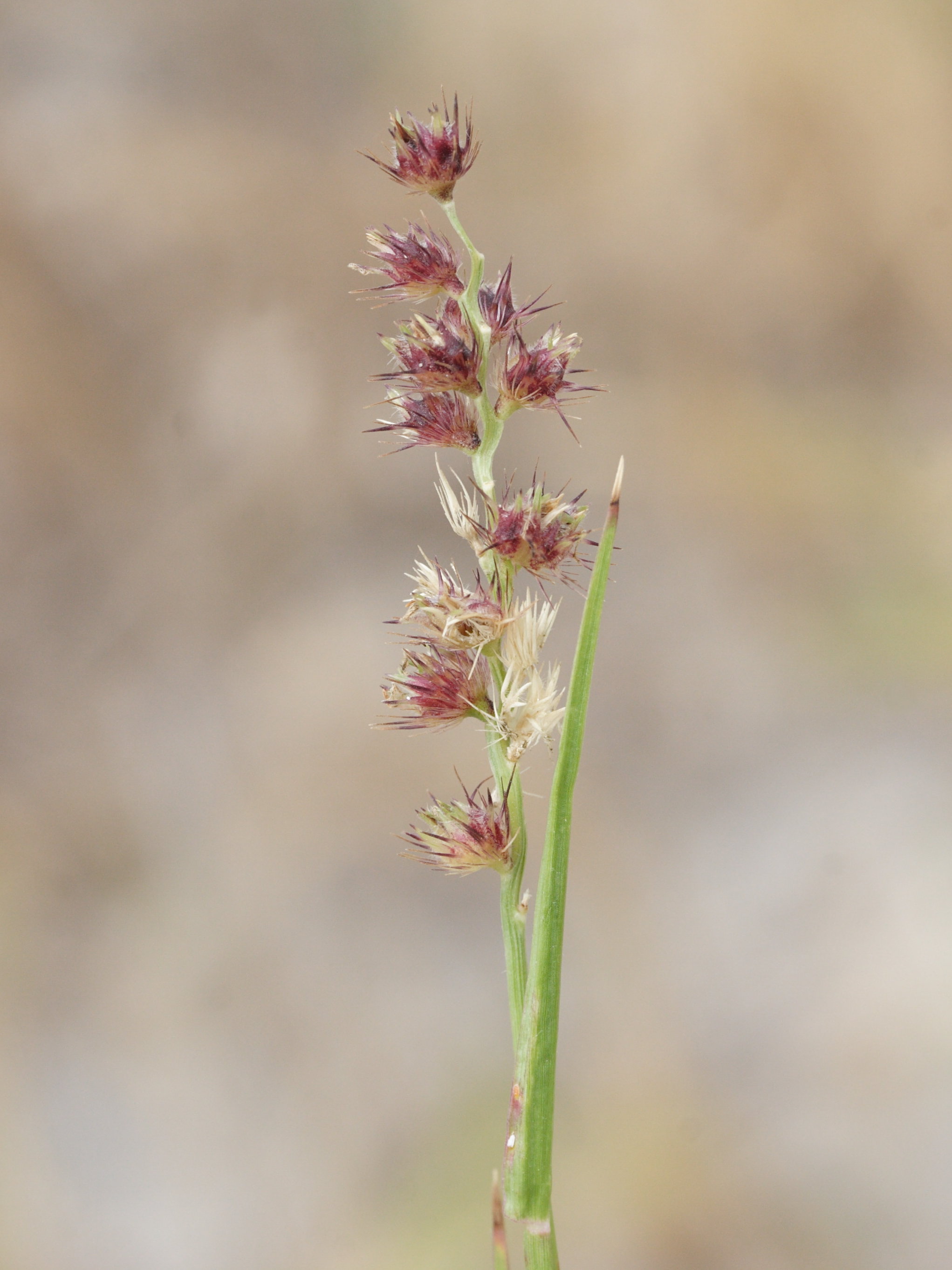 cenchrus_echinatus1md