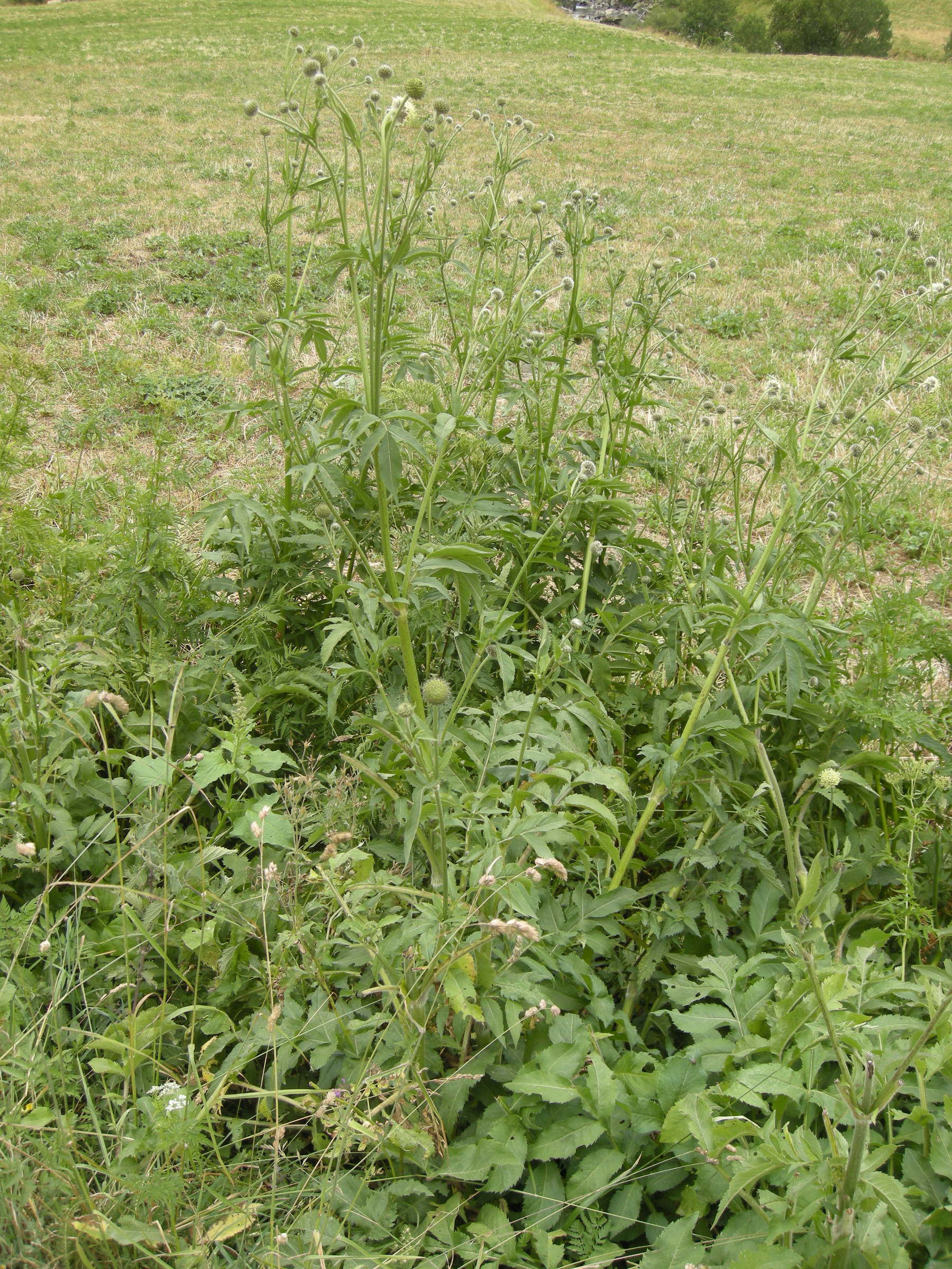 cephalaria_alpina1md