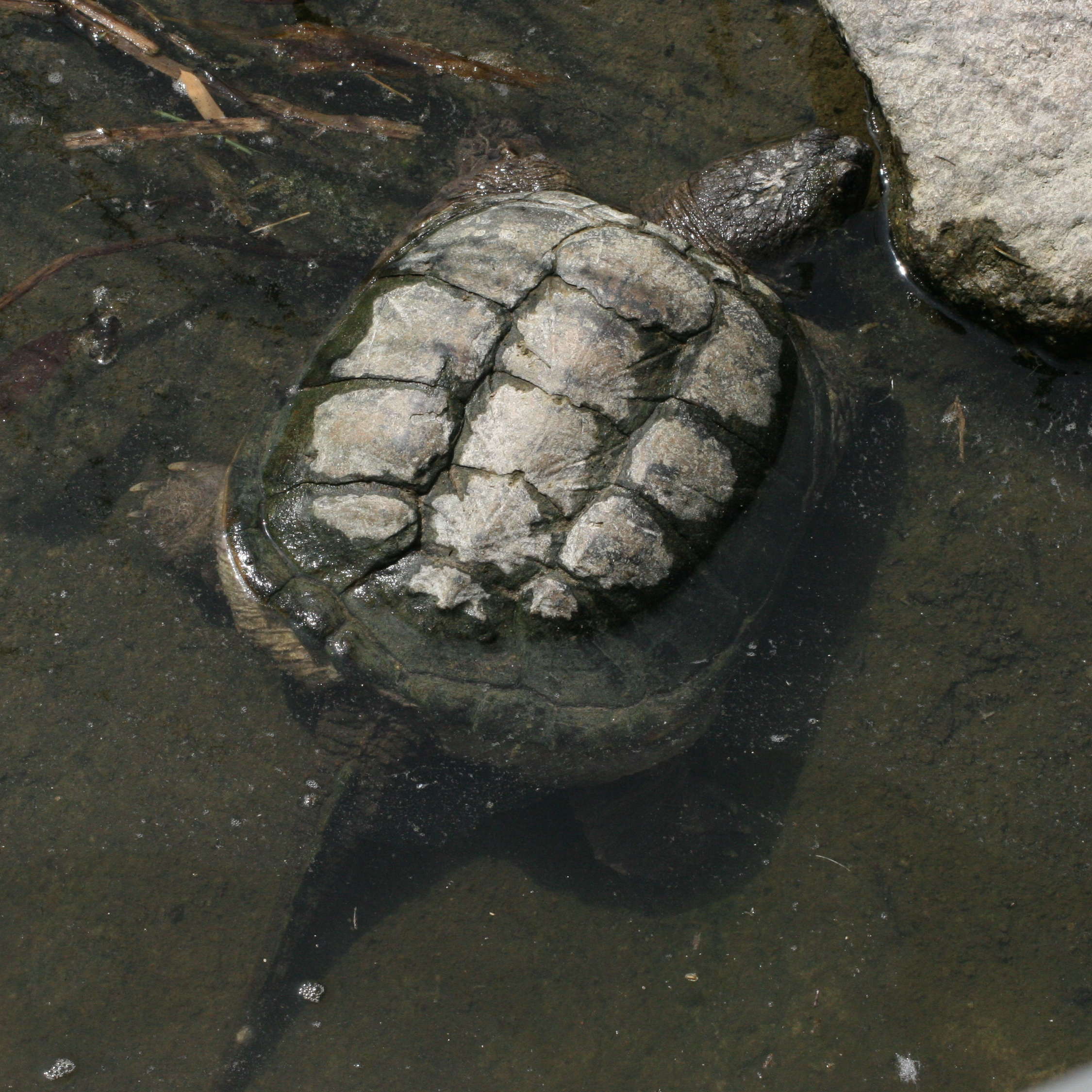 chelydra_serpentina4md