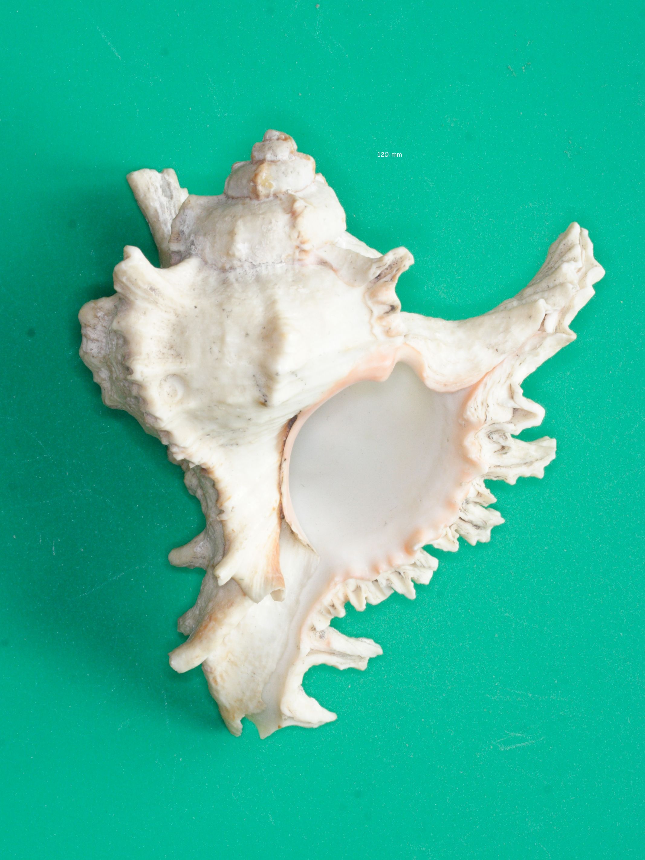 chicoreus_ramosus3md