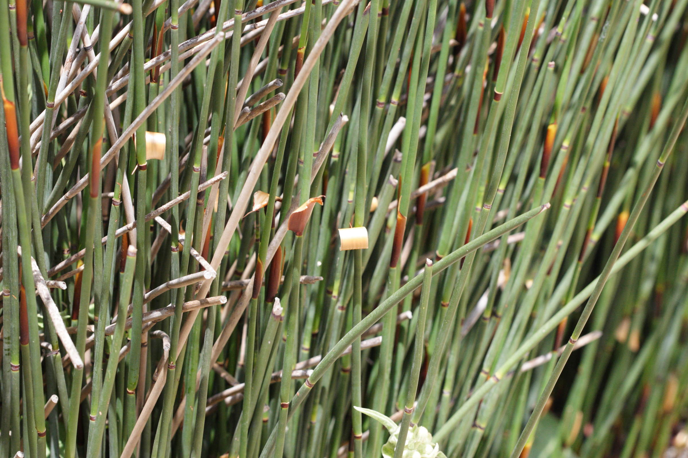 chondropetalum_tectorum2md