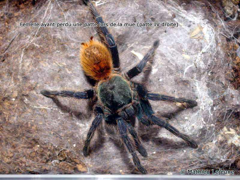 chromatopelma_cyanopubescens3ml