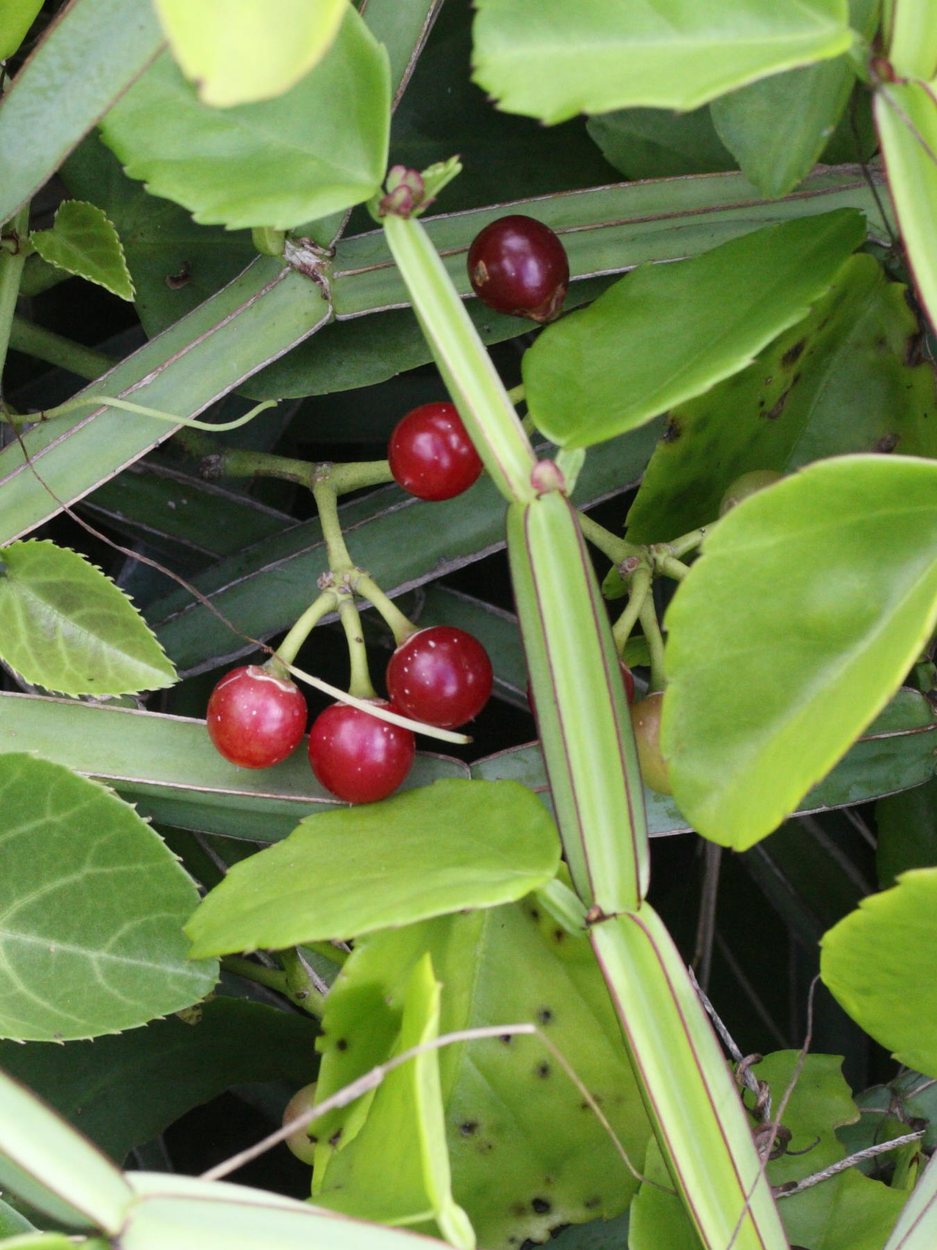 cissus_rotundifolia4md