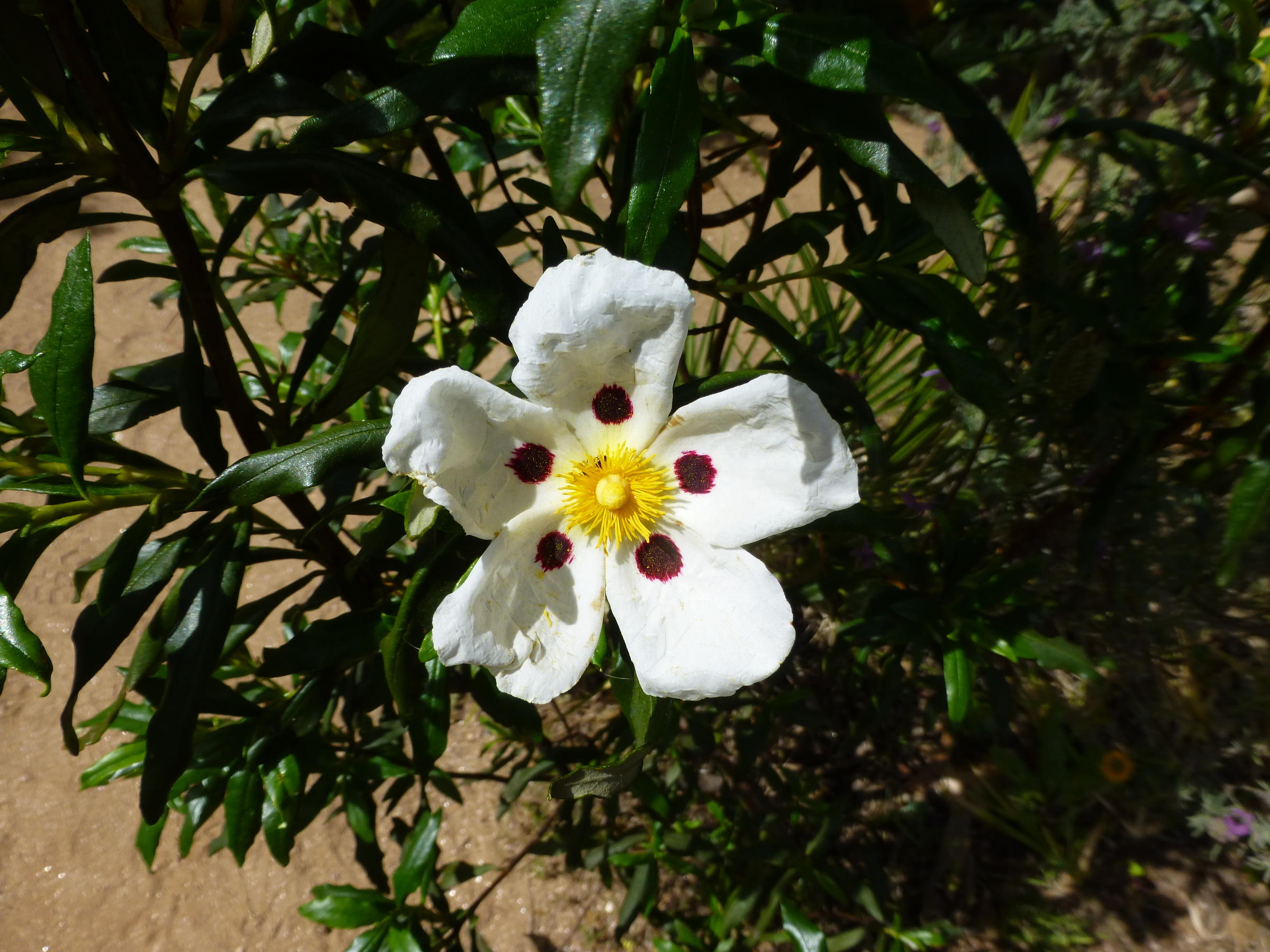 Afficher le média Cistus_ladanifer Cistus_ladanifer