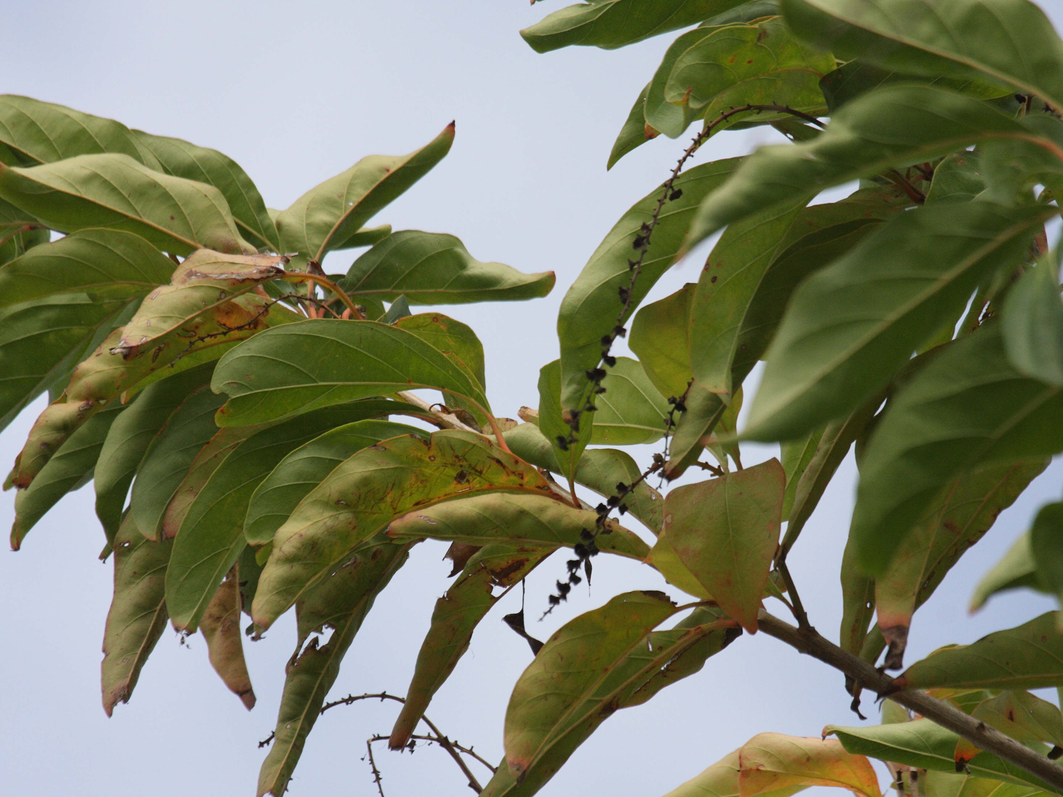 citharexylum_spinosum1bd