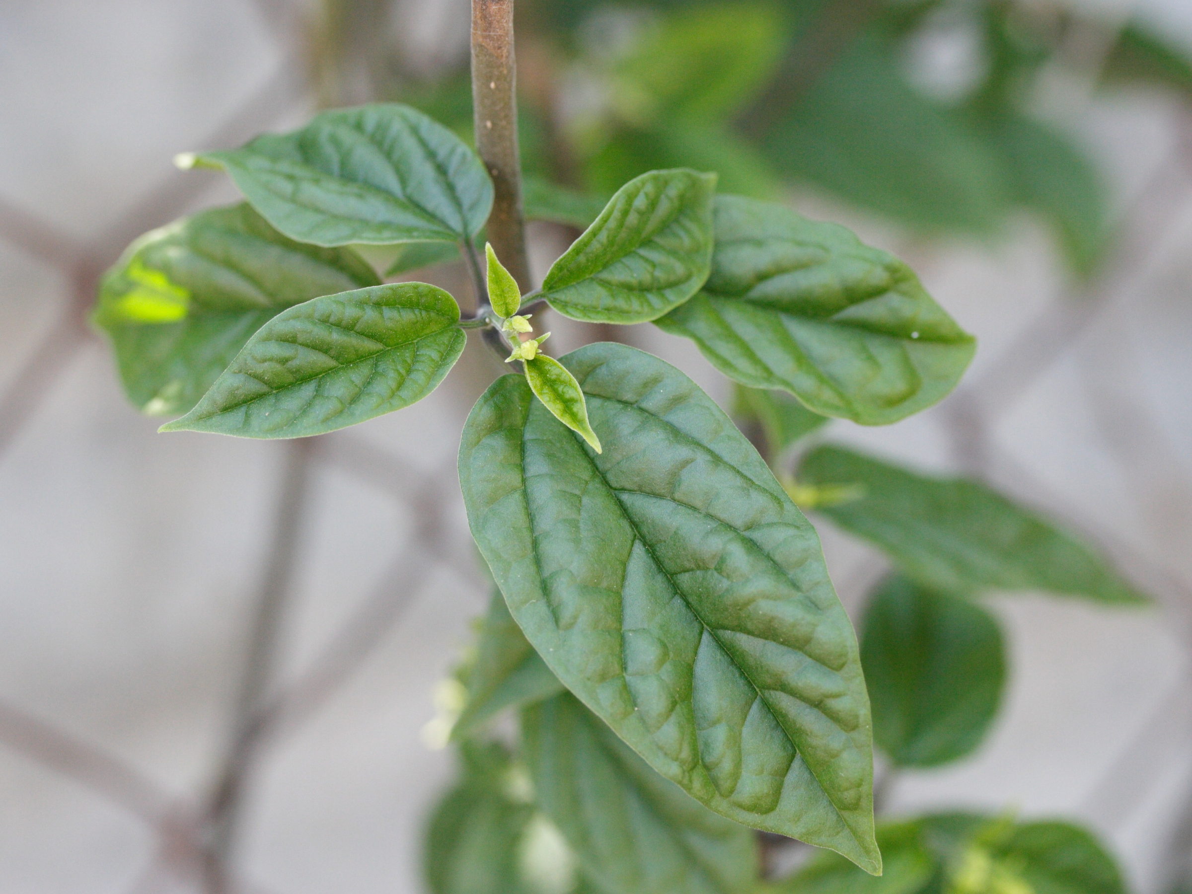 clerodendrum_thomsonae2md