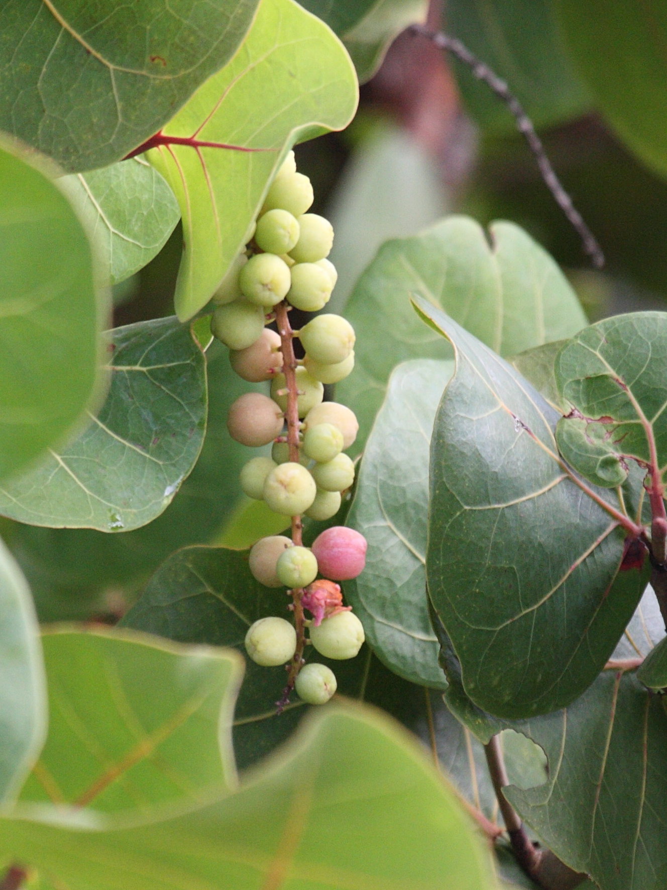 coccoloba_uvifera8bd