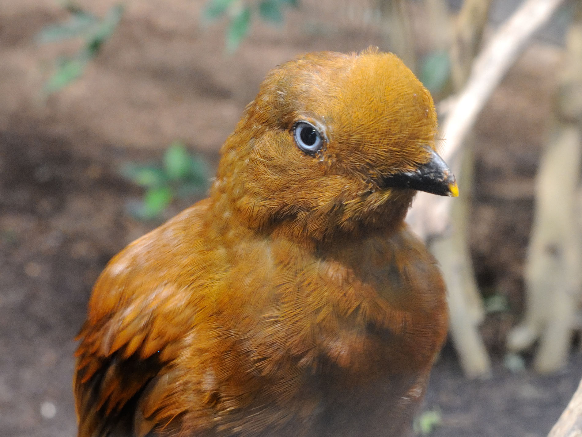 coq_de_roche_peruvien_-_rupicola_peruvianus1md