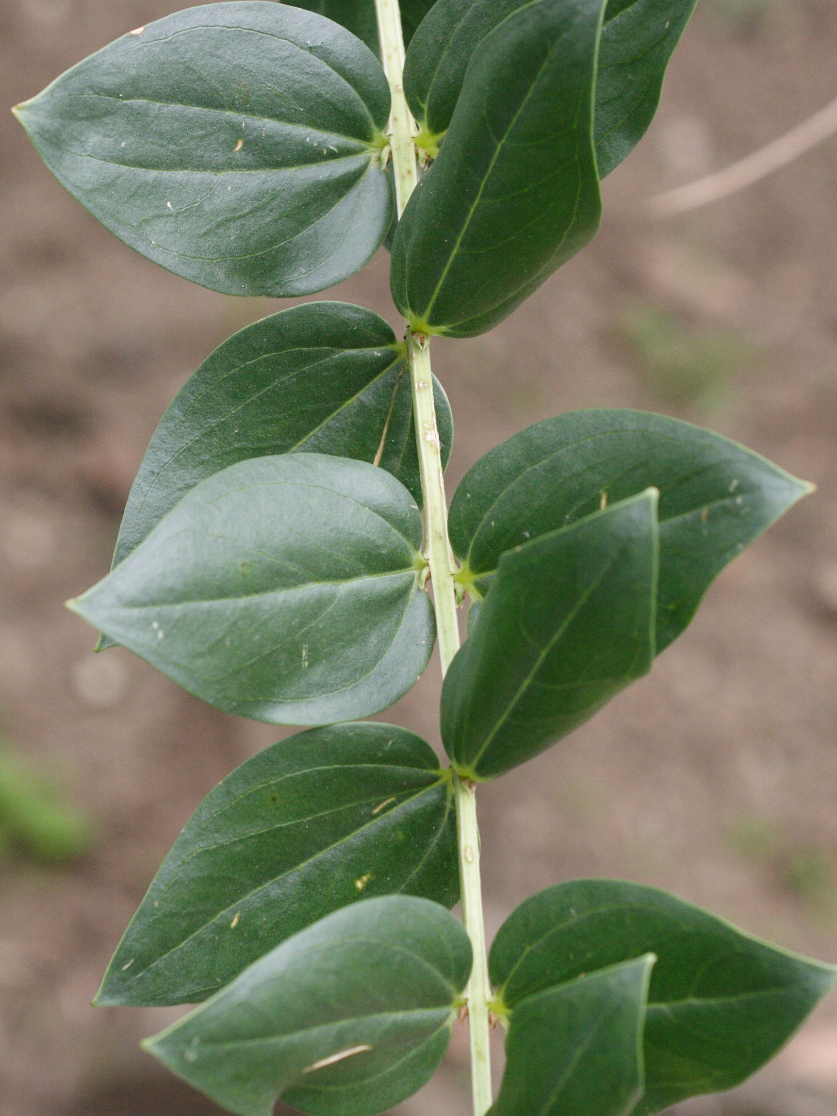 Afficher le média coriaria_myrtifolia2md coriaria_myrtifolia2md