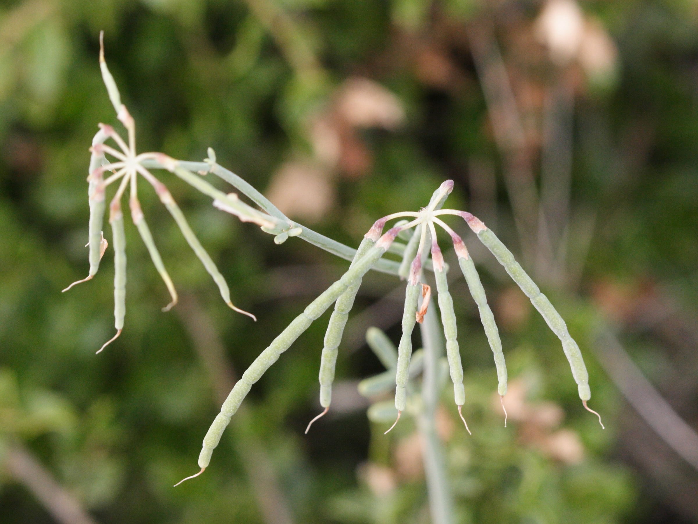 Afficher le média coronilla_juncea5md coronilla_juncea5md