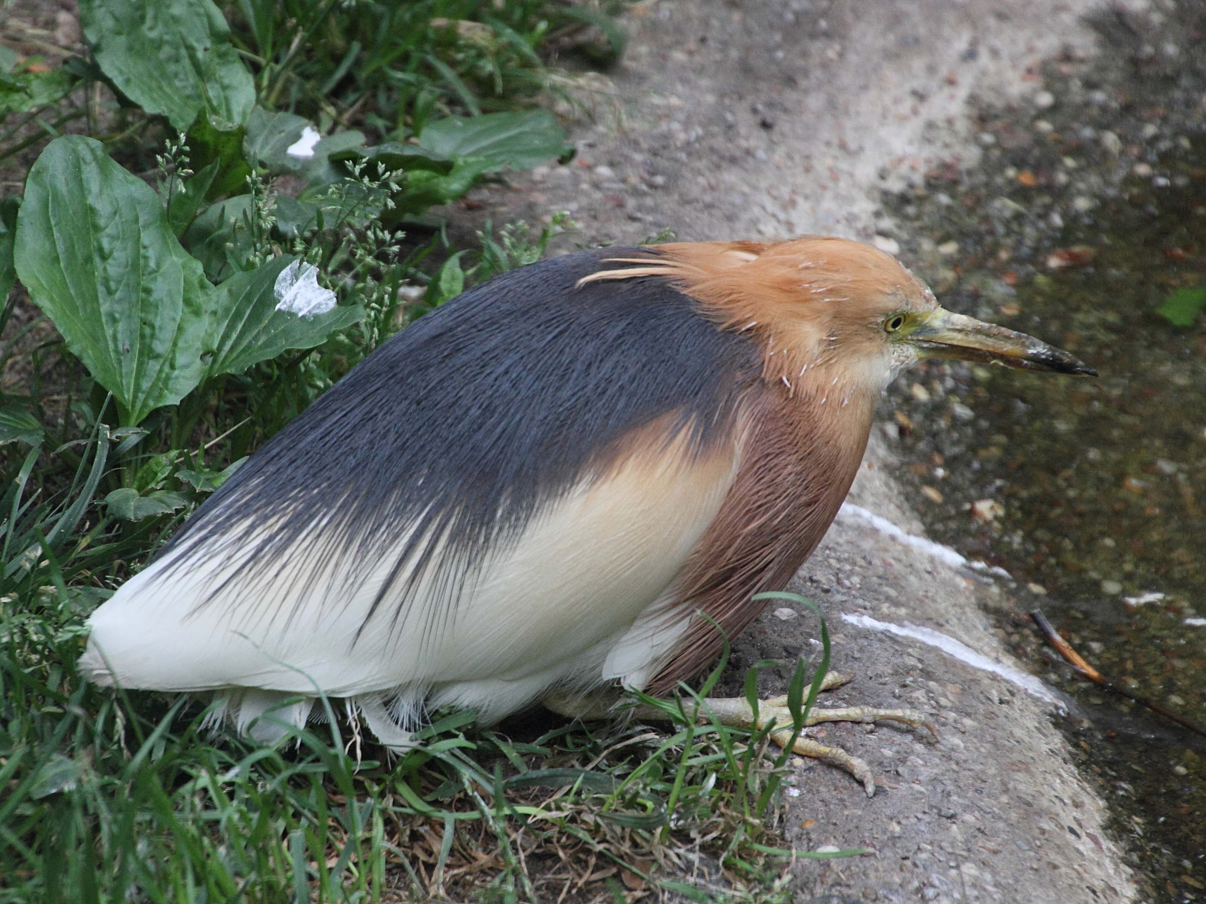 crabier_malais_-_ardeola_speciosa2md