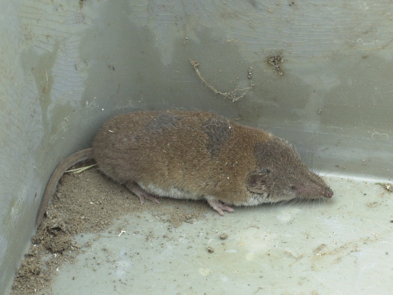 crocidura_russula1md