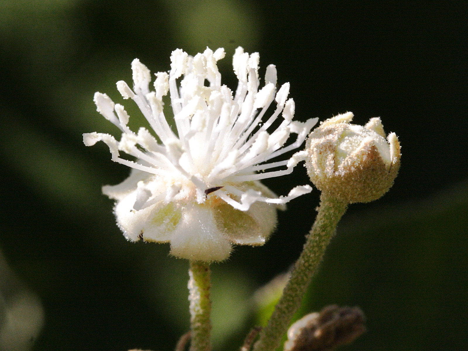 croton_mauritianus2md