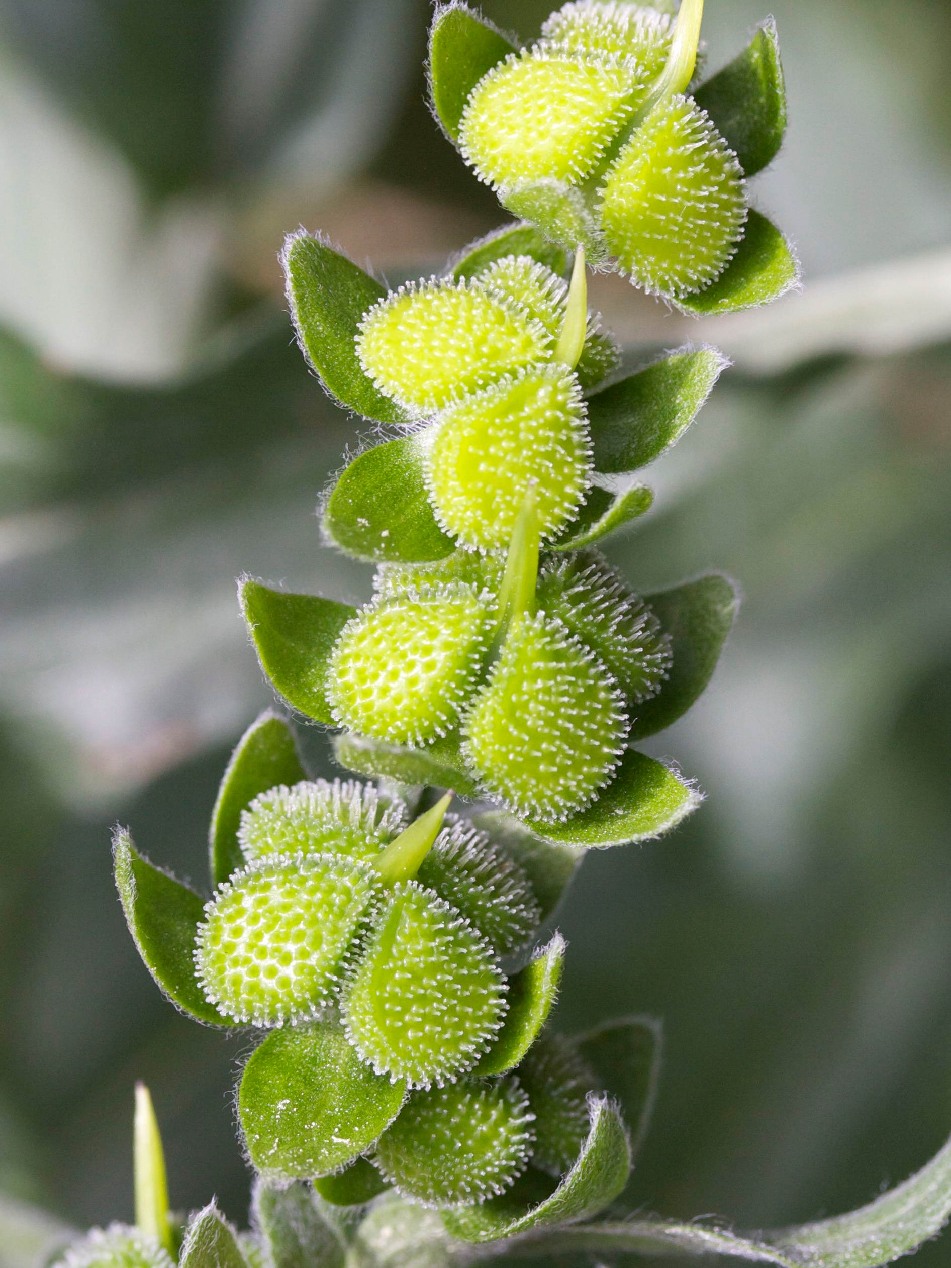 Afficher le média cynoglossum_officinale3md cynoglossum_officinale3md