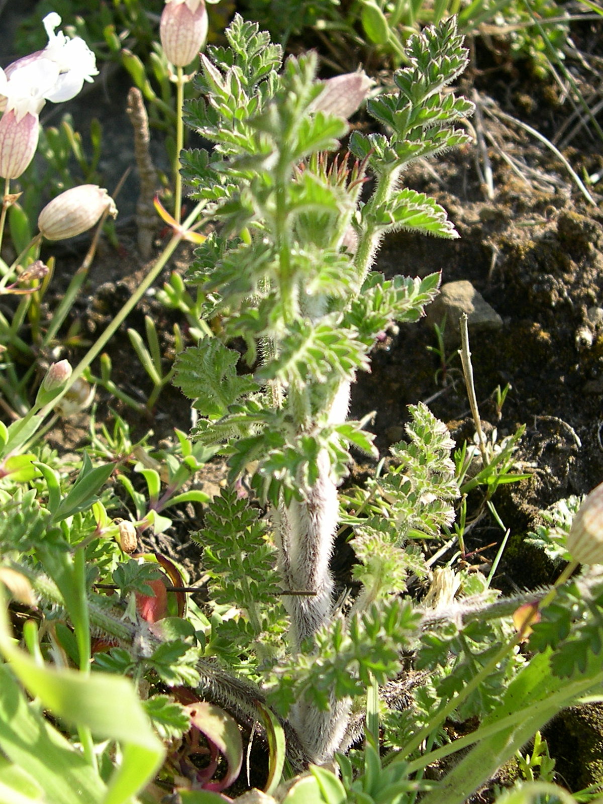 daucus_carota_gummifer2md