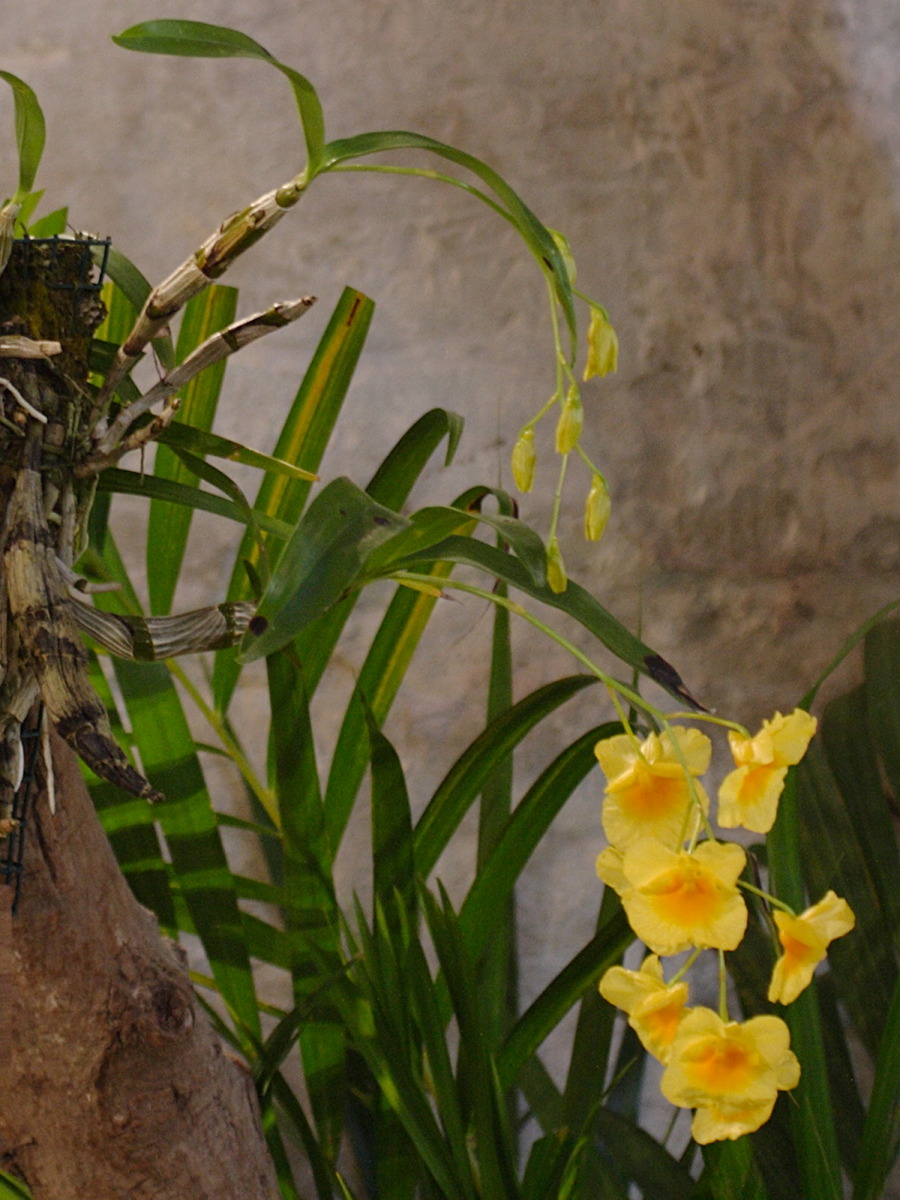 dendrobium_ejirii1bd