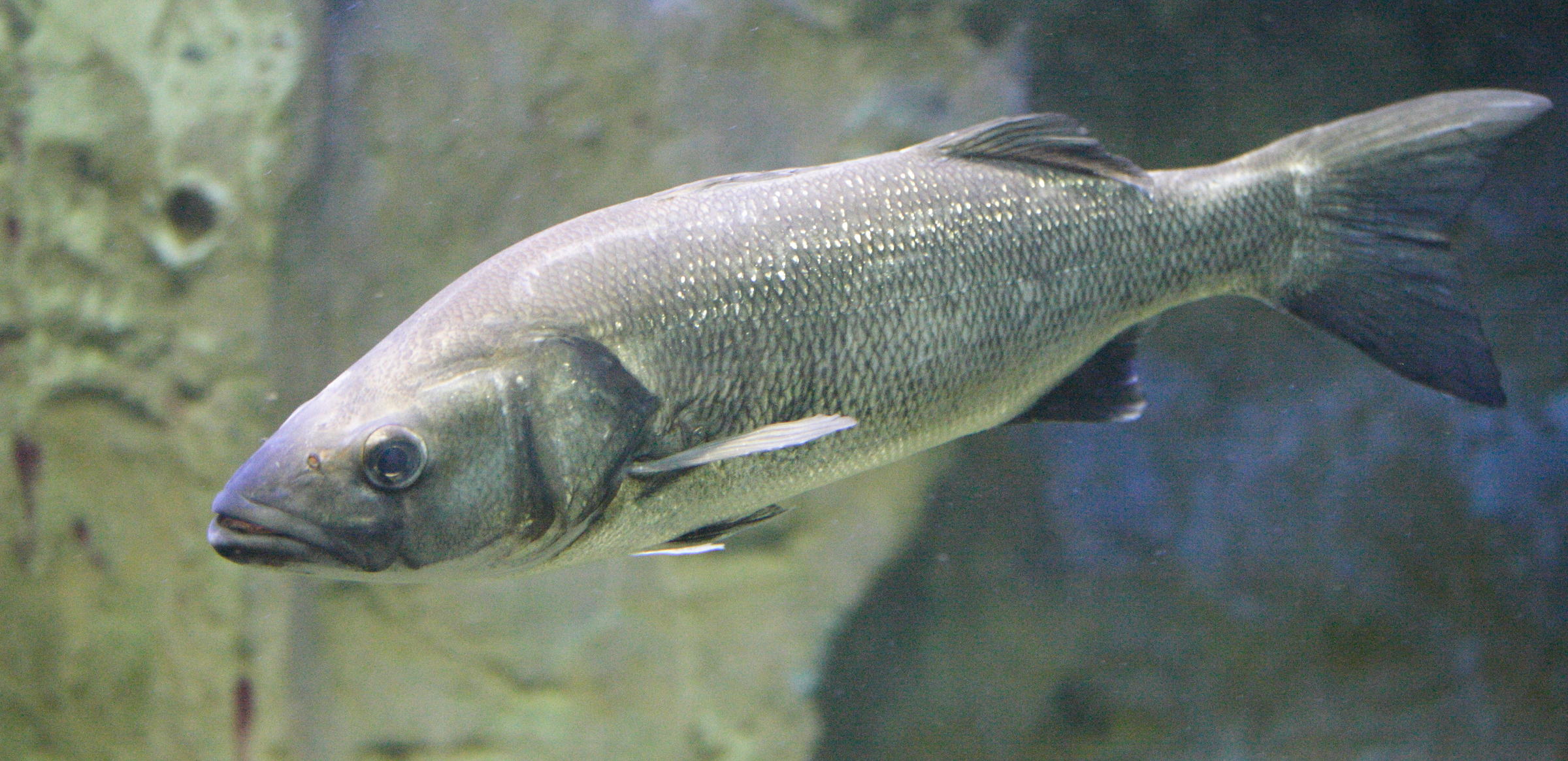 dicentrarchus_labrax1md