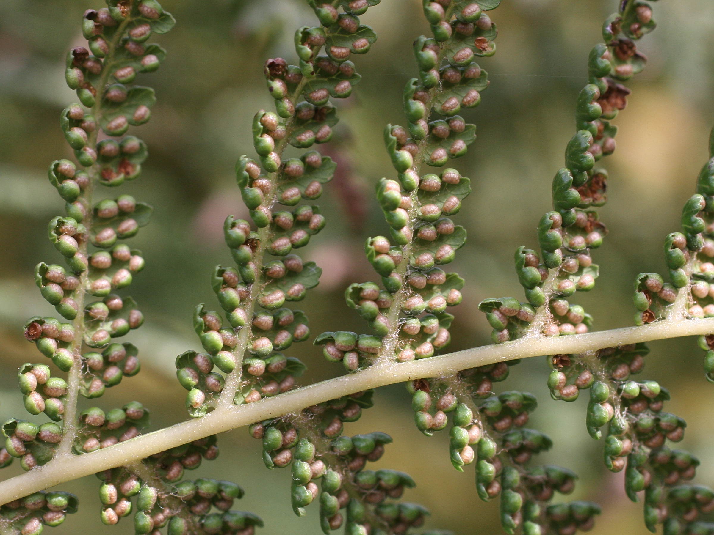 dicksonia_antarctica3md