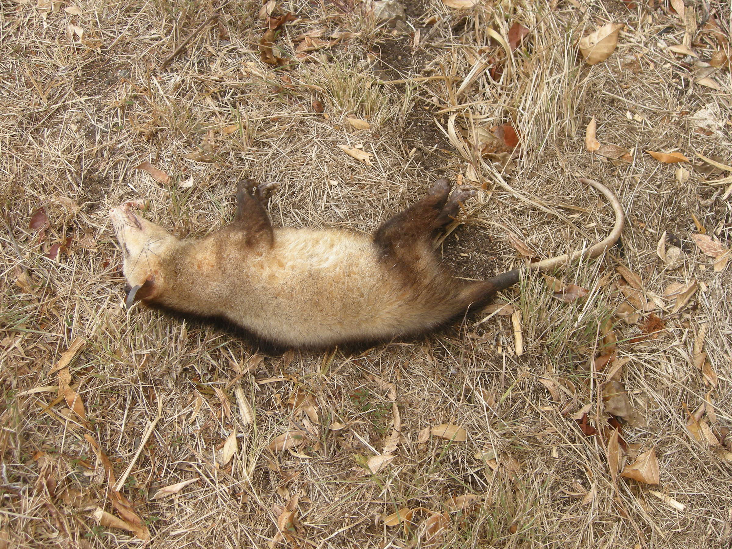 didelphis_marsupialis2bd