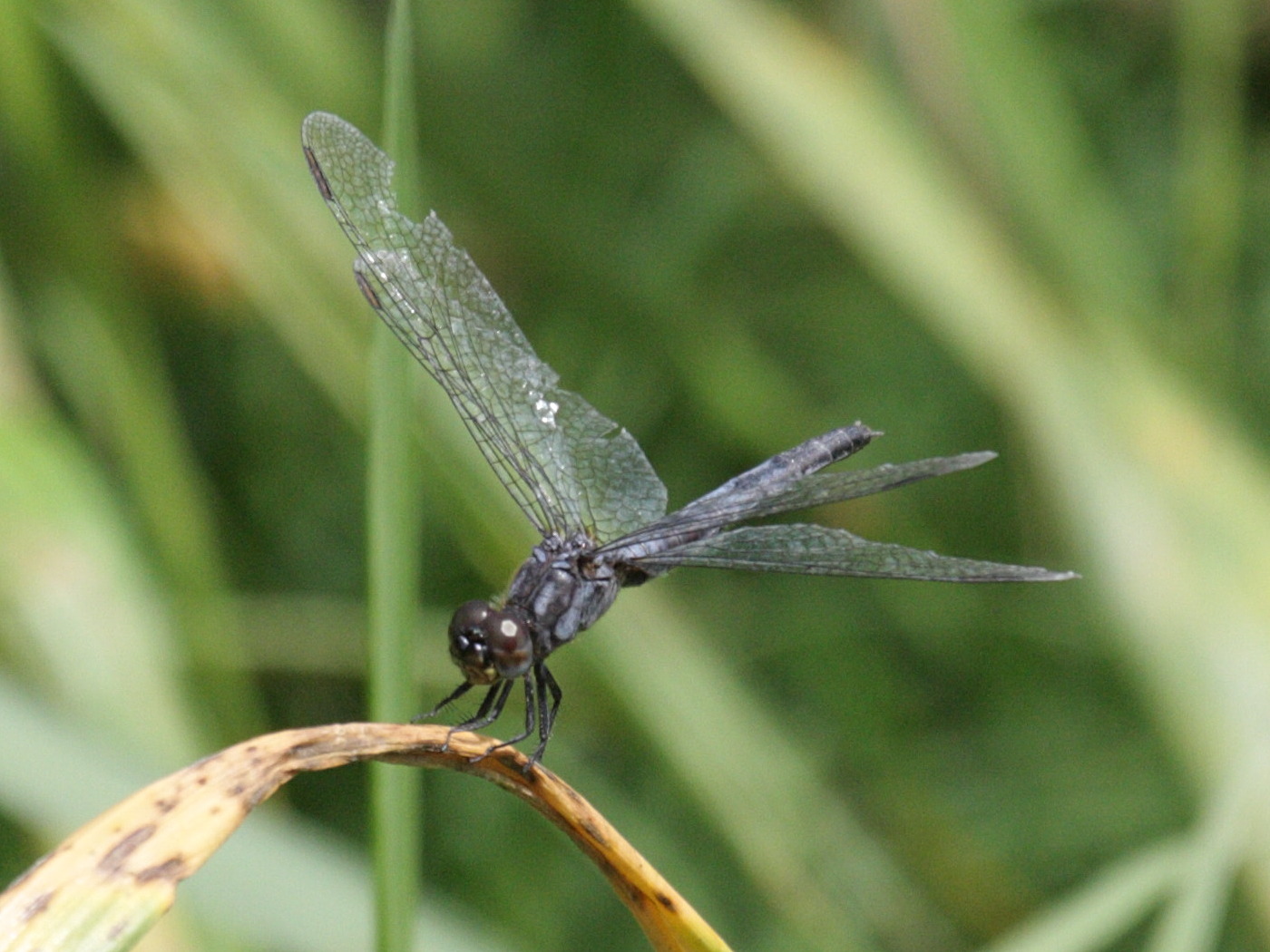 diplacodes_lefebvrei1bd