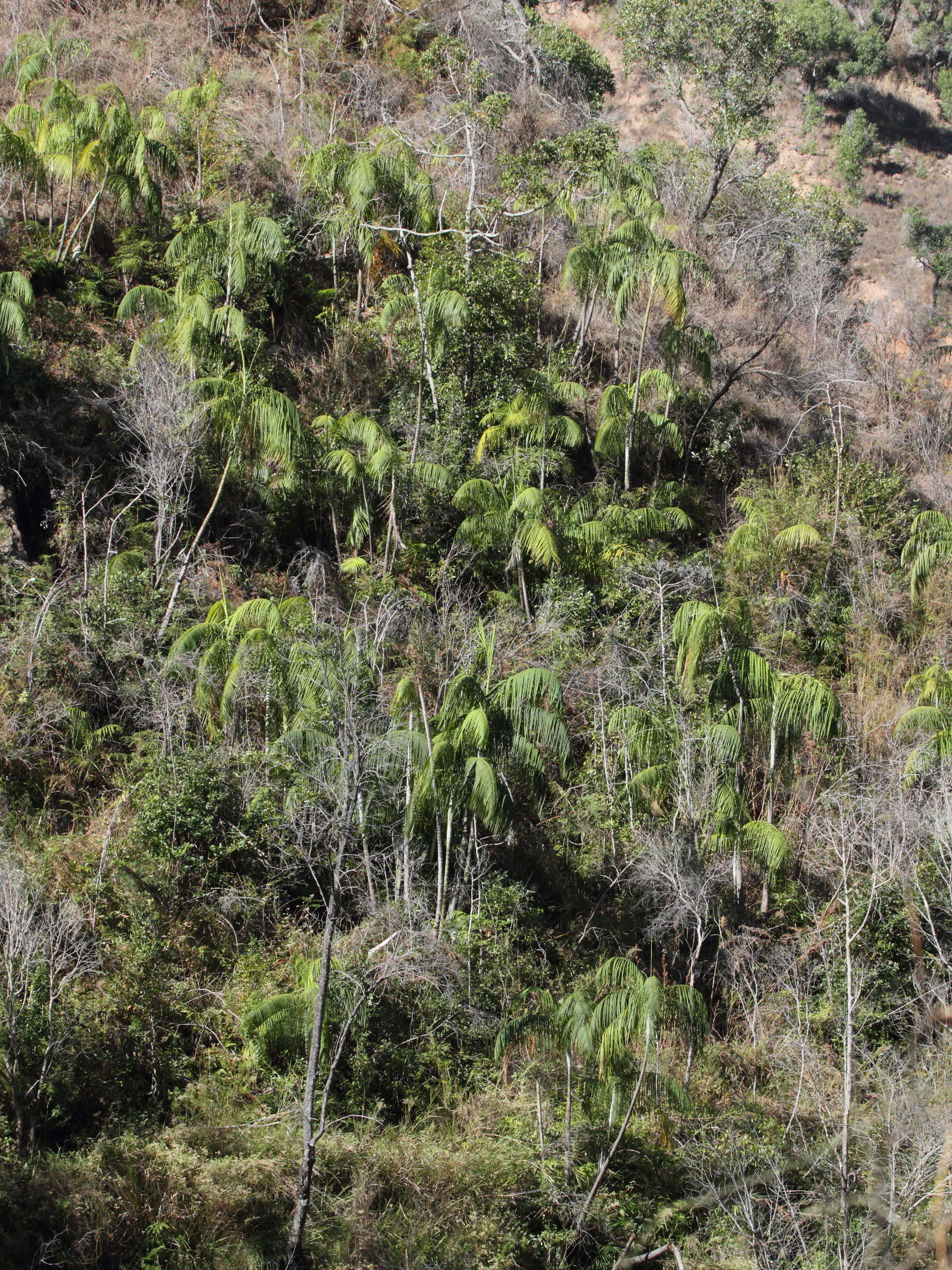 dypsis_onilahensis2bd