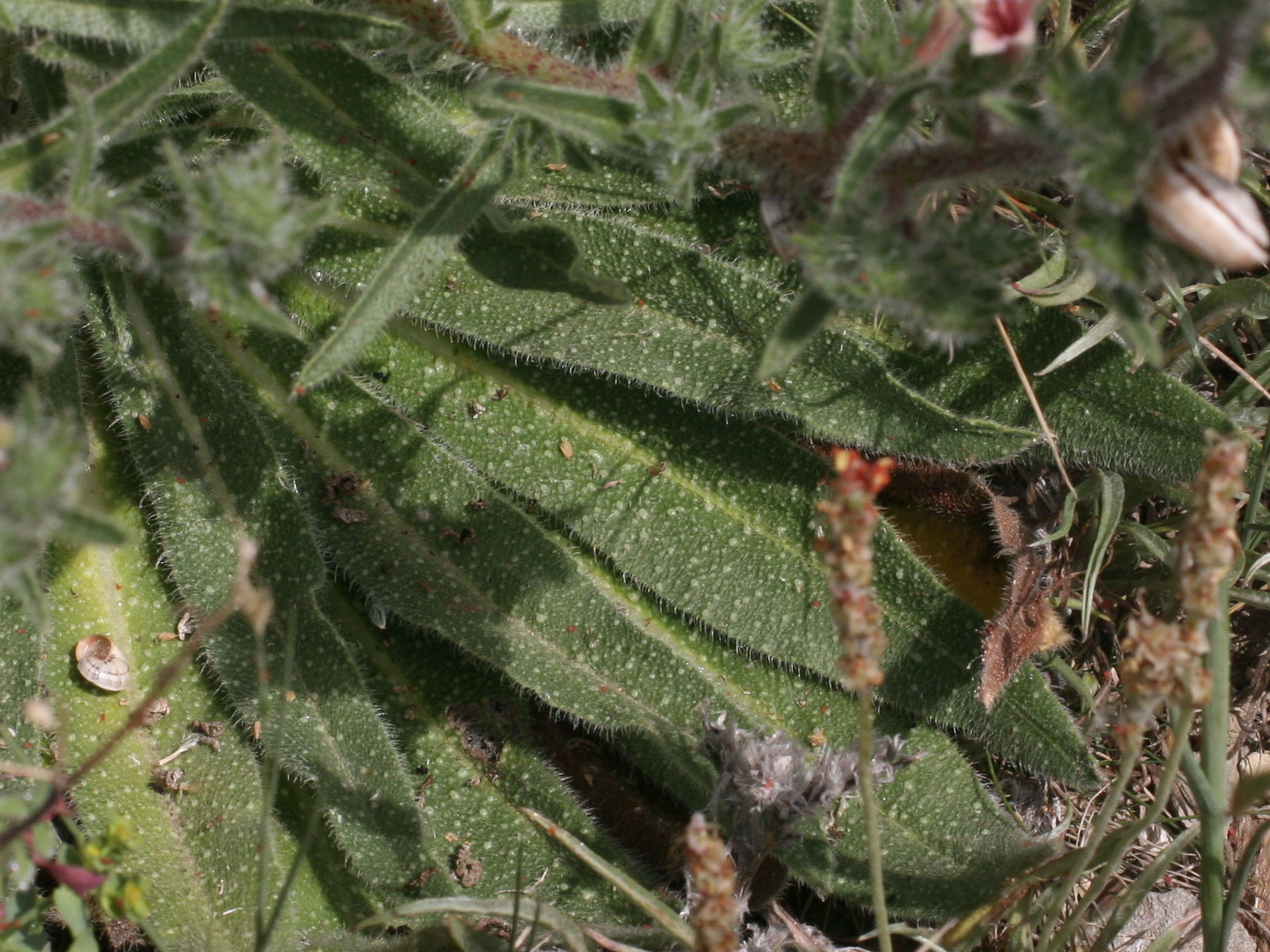 Afficher le média echium_italicum3md echium_italicum3md