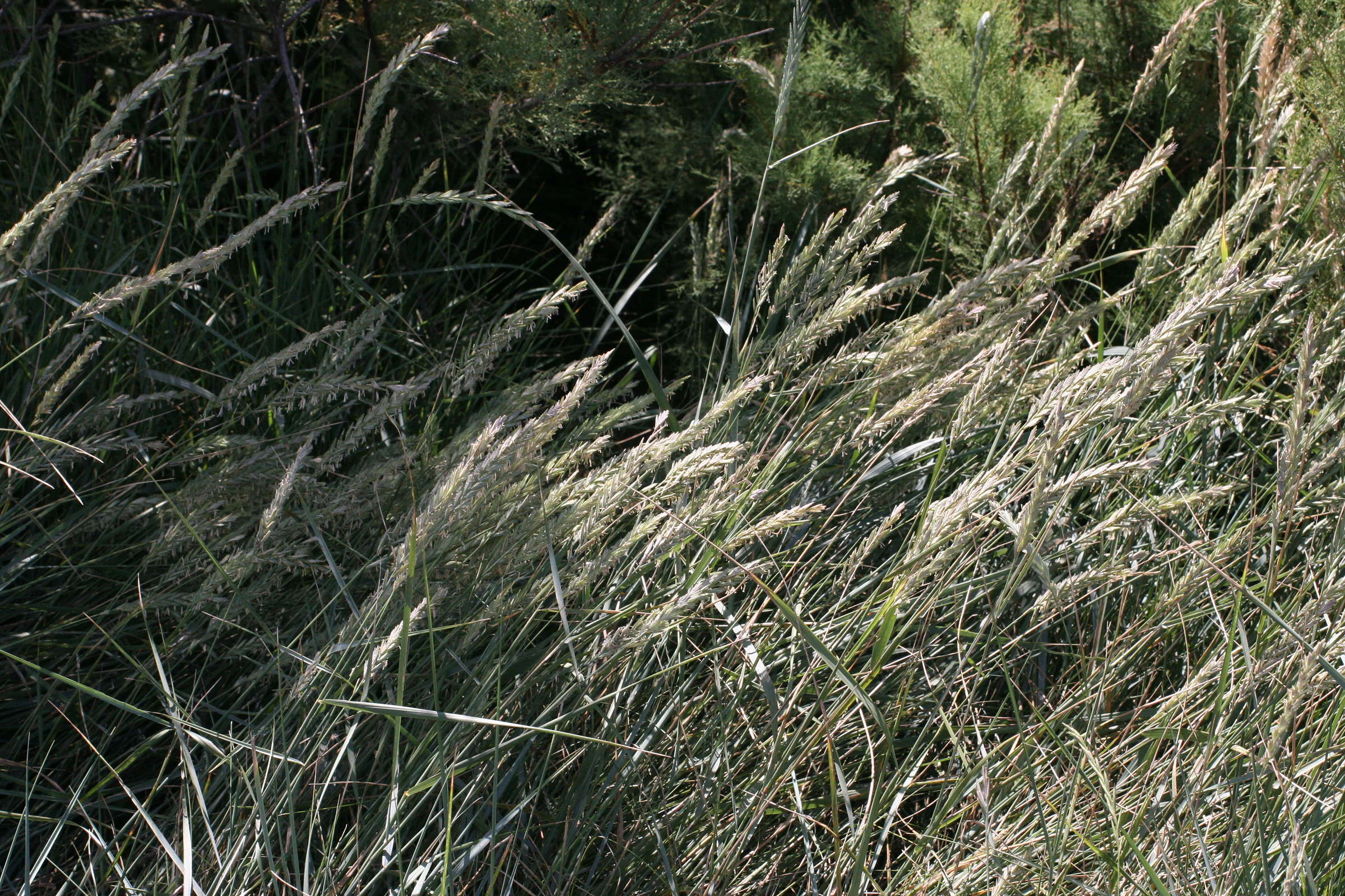 Afficher le média elytrigia_x_laxa1md elytrigia_x_laxa1md