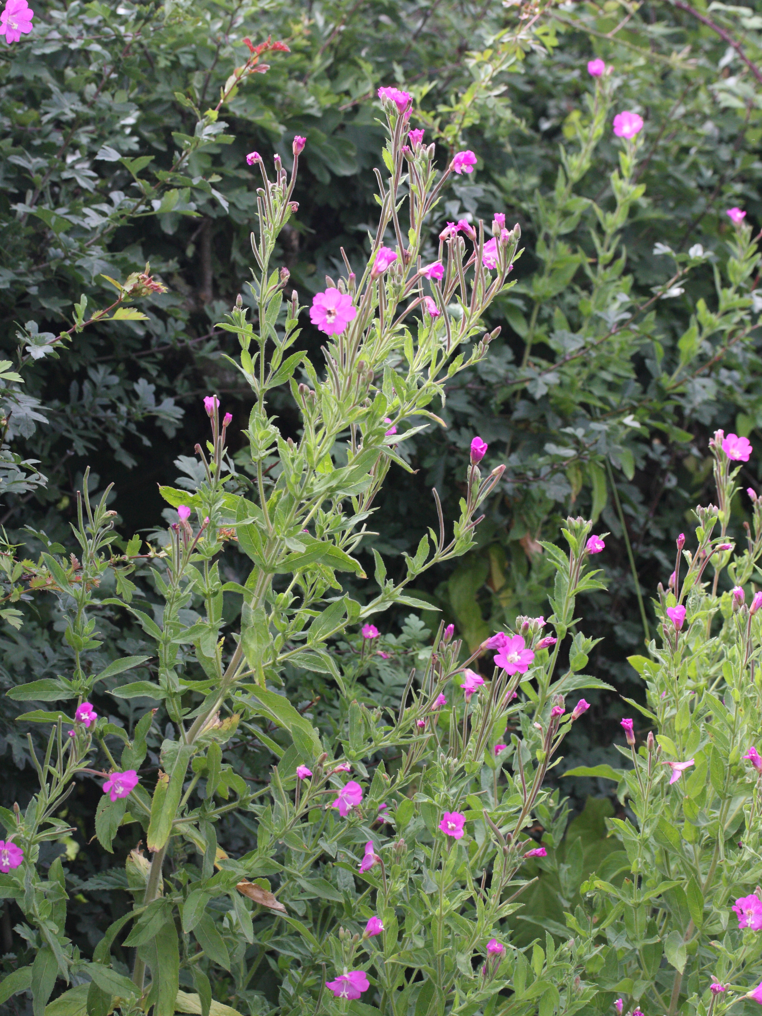 Afficher le média epilobium_hirsutum5md epilobium_hirsutum5md