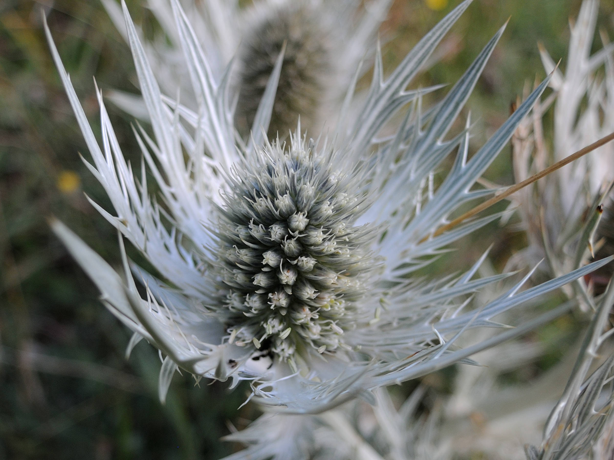 eryngium_spinalba4md