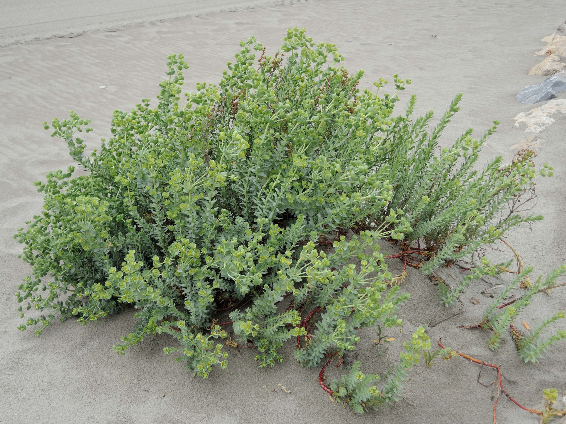 Afficher le média euphorbia_paralias6md euphorbia_paralias6md