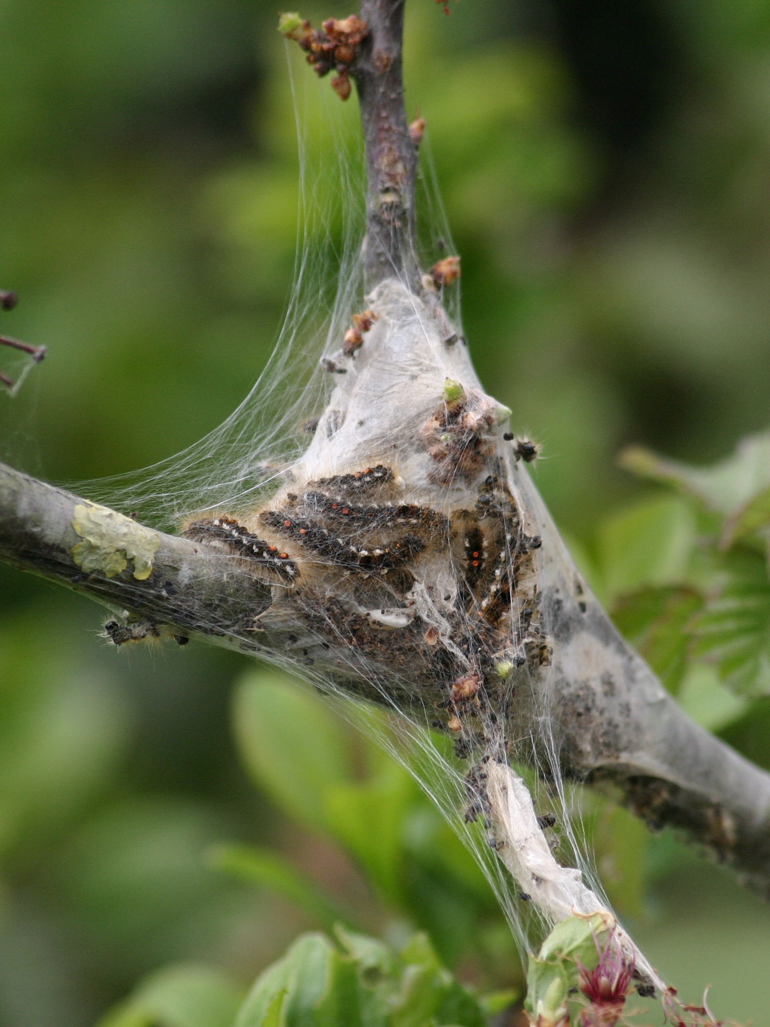 euproctis_chrysorrhea_ch5sd